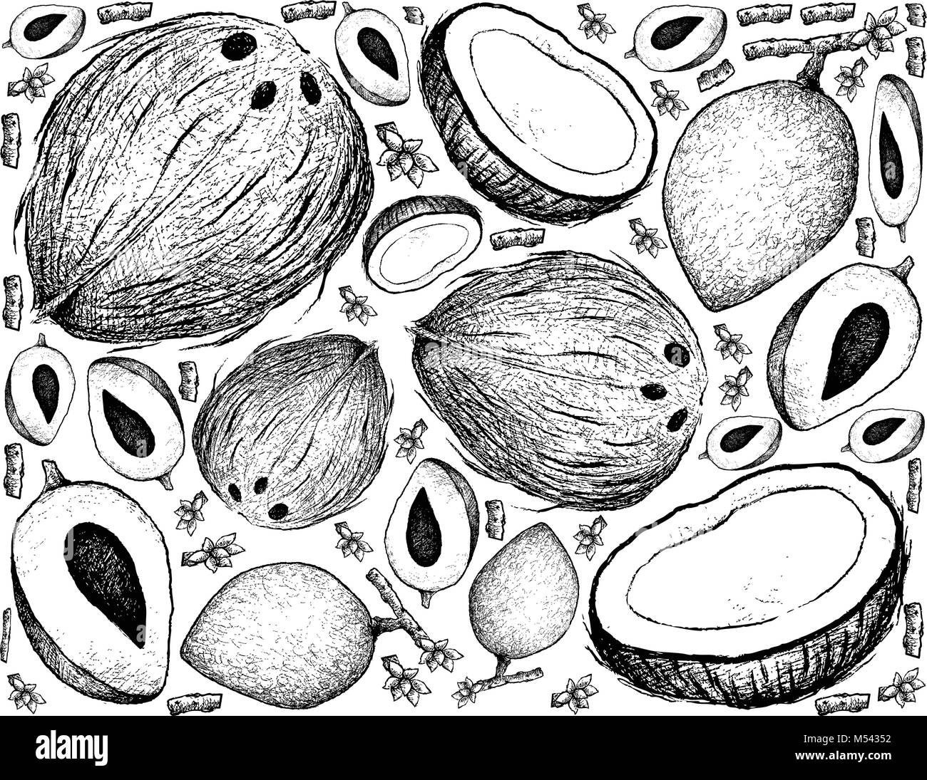 Tropical Fruits, Illustration Wallpaper Background of Hand Drawn Sketch Mamey Sapote or Pouteria Sapota Fruits. Stock Vector