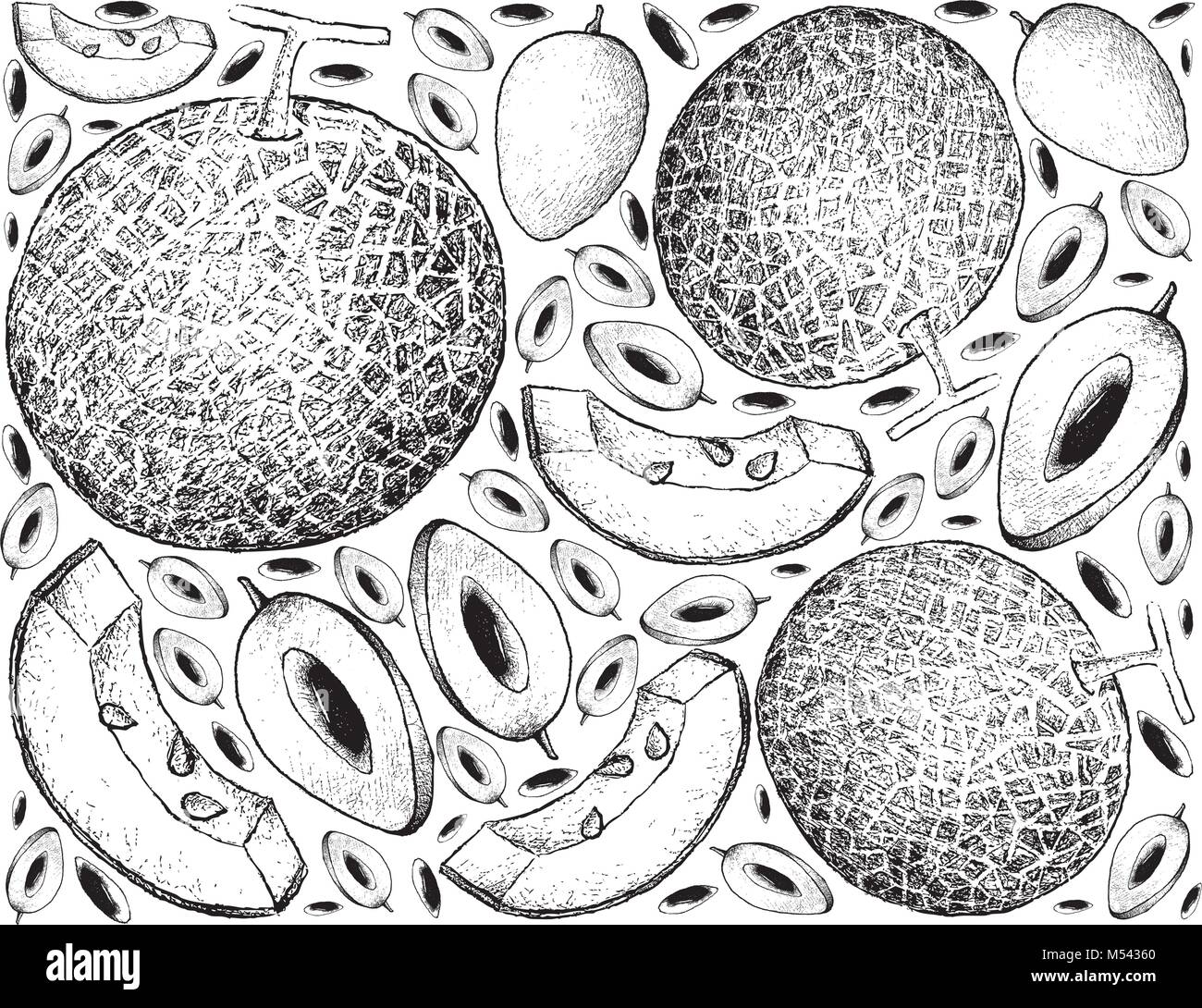 Fruit, Illustration Wallpaper Background of Hand Drawn Sketch of Melon and Sapodilla Plum Fruits. Stock Vector