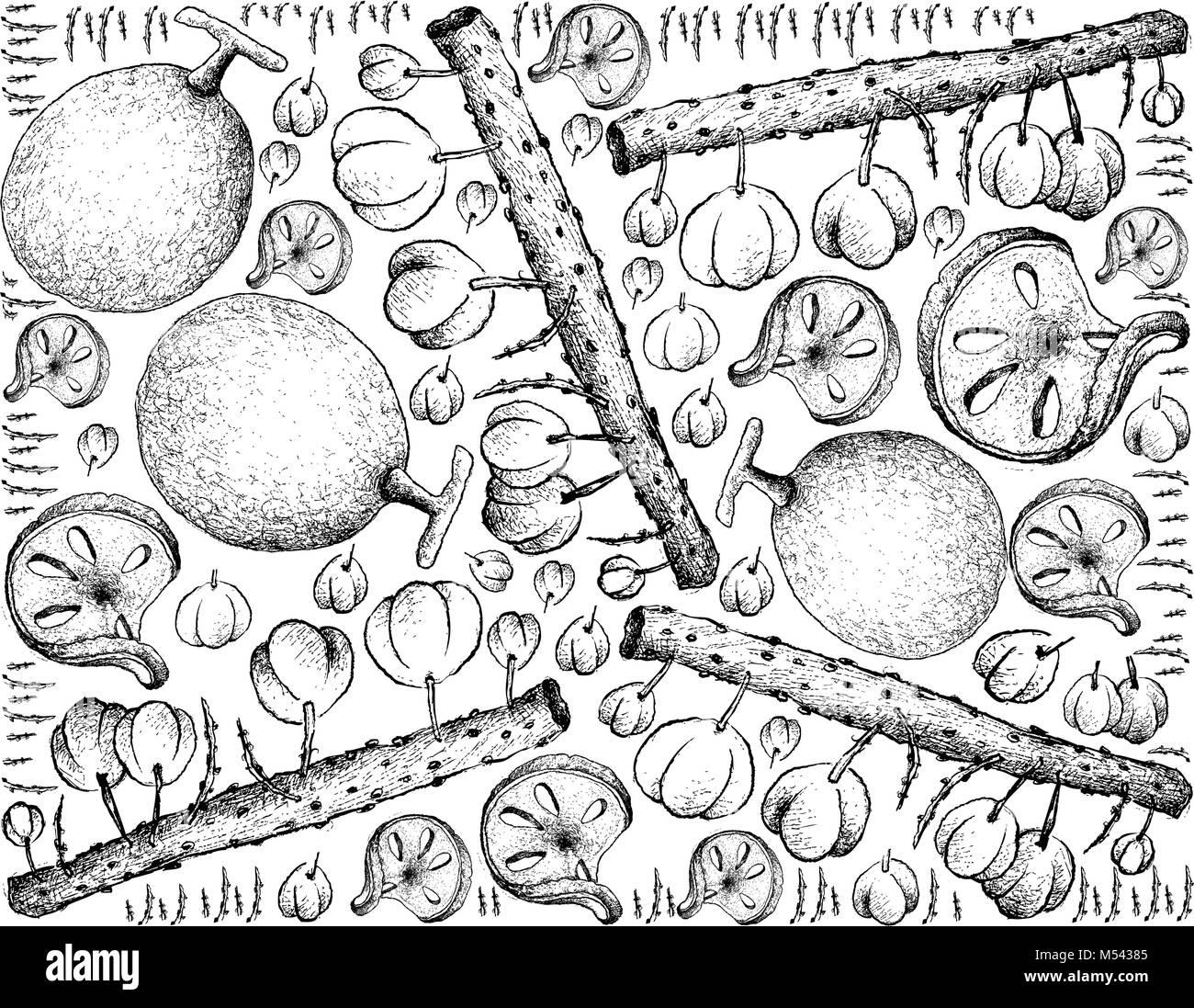 Tropical Fruits, Illustration Wallpaper Background of Hand Drawn Sketch Bael, Bengal Quince or Wood Apple and Otaheite Gooseberry or Star Gooseberry. Stock Vector