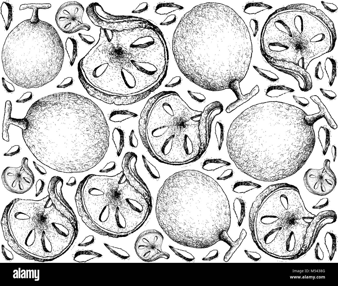 Tropical Fruits, Illustration Wallpaper Background of Hand Drawn Sketch Bael, Bengal Quince, Wood Apple or Aegle Marmelos Fruits. Stock Vector