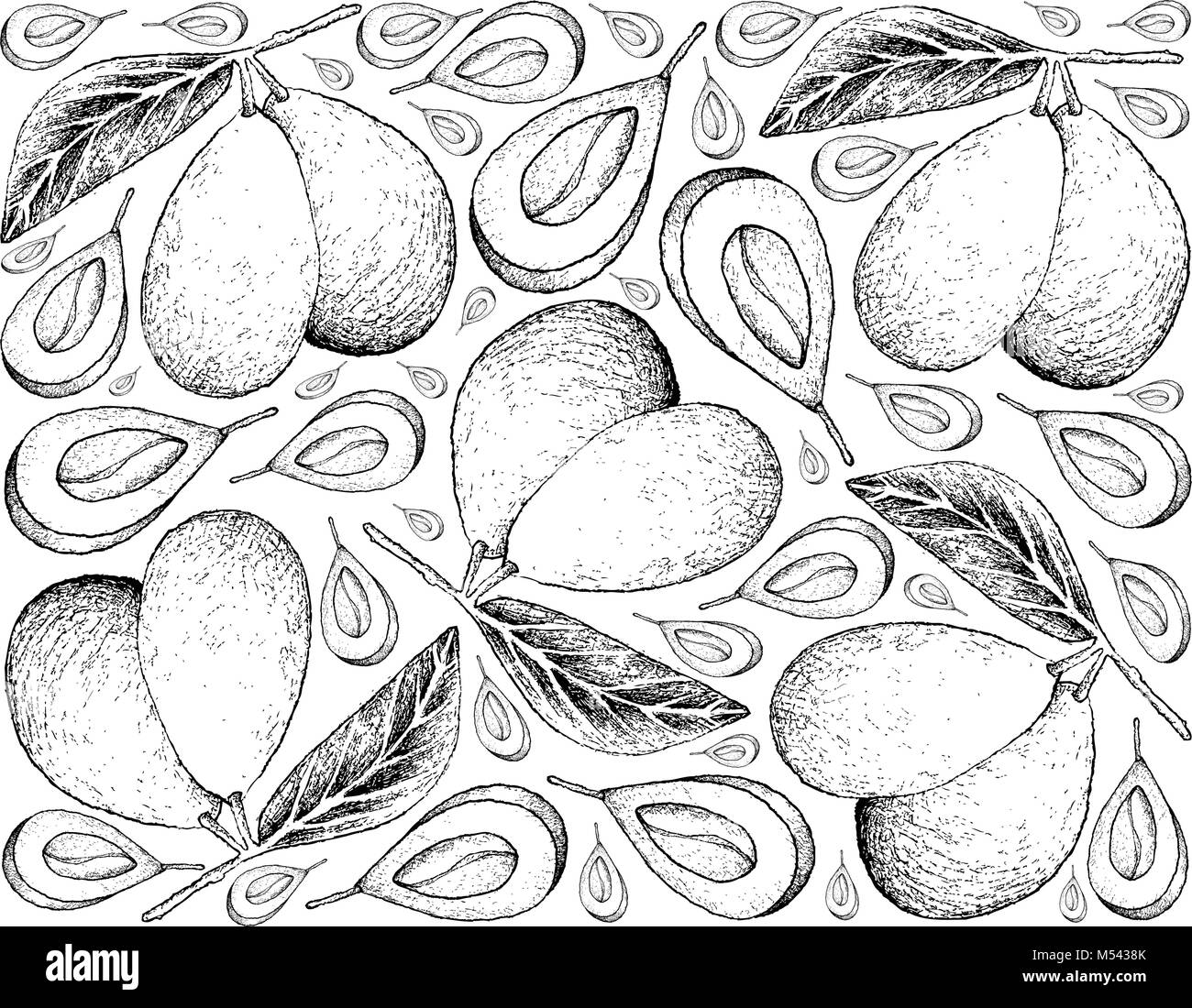 Fresh Fruits, Illustration Wallpaper Background of Hand Drawn Sketch Fresh Marian Plum or Plum Mango Fruits Isolated on White . Stock Vector