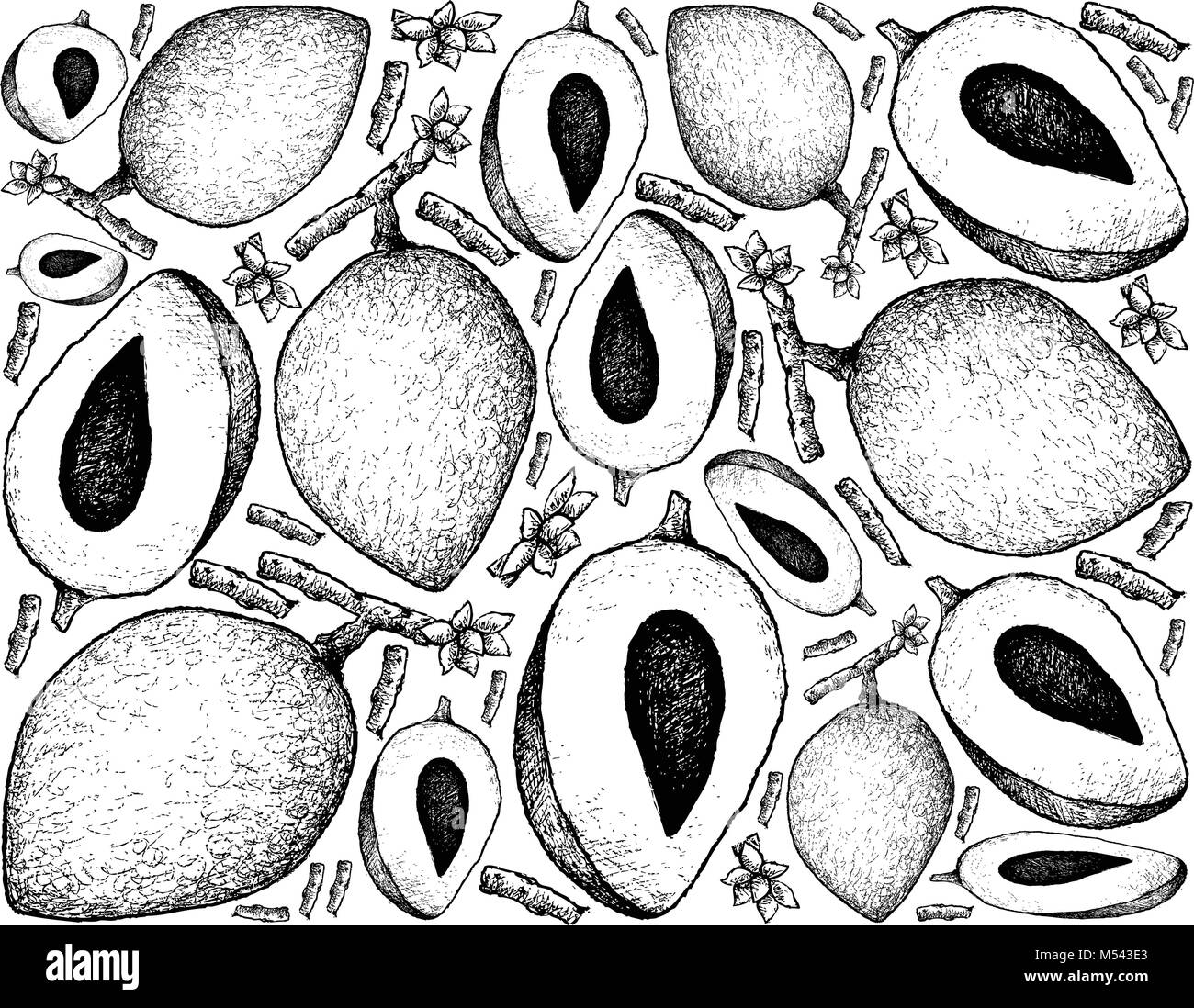 Tropical Fruits, Illustration Wallpaper Background of Hand Drawn Sketch Mamey Sapote or Pouteria Sapota Fruit. Stock Vector