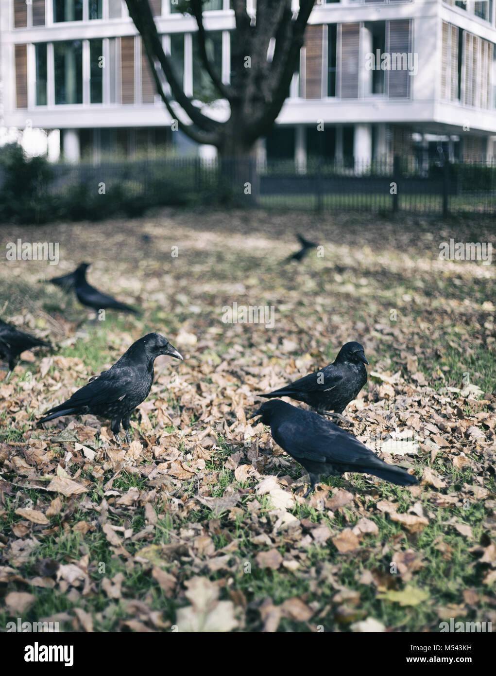 crows Stock Photo