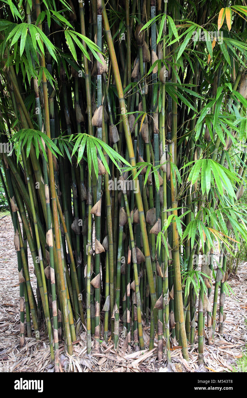 Bamboo  Schizostachyum gracile Stock Photo