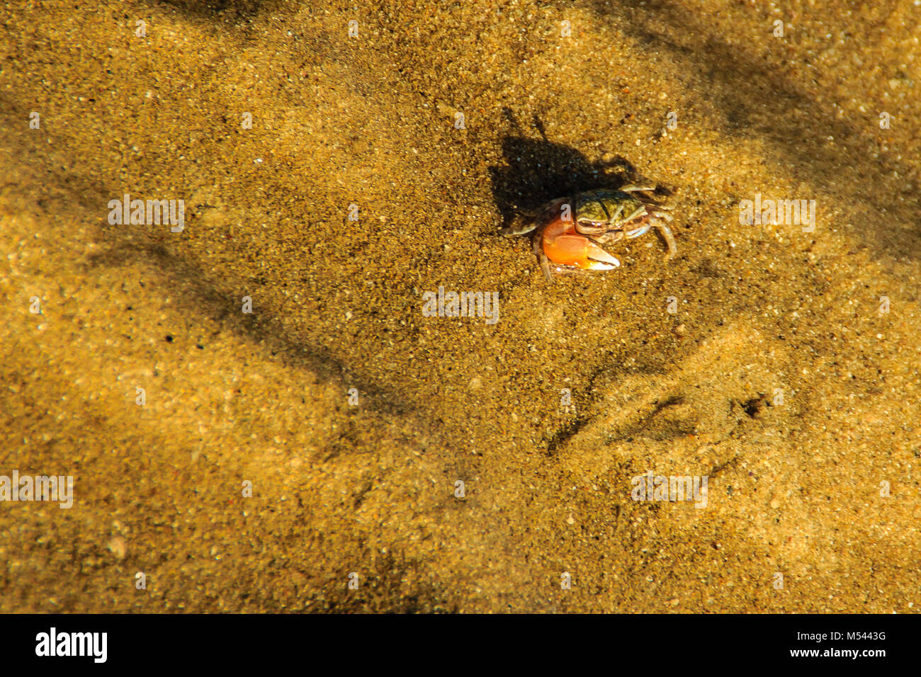 Close up Meder's Mangrove Crab, or Salt March Crab (Sesarma mederi) on the beach when the sea water receded. Stock Photo