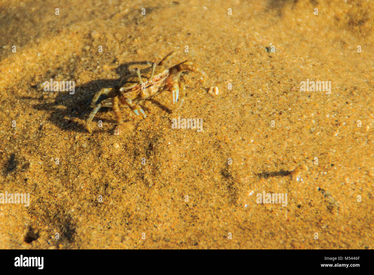 Close up Meder's Mangrove Crab, or Salt March Crab (Sesarma mederi) on the beach when the sea water receded. Stock Photo
