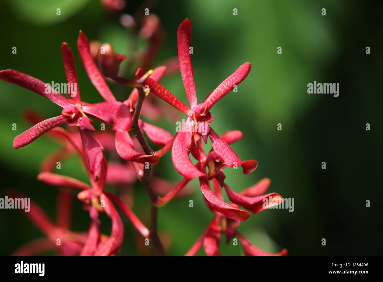 Orchid hybrid Aranthera Anne Black Stock Photo Alamy