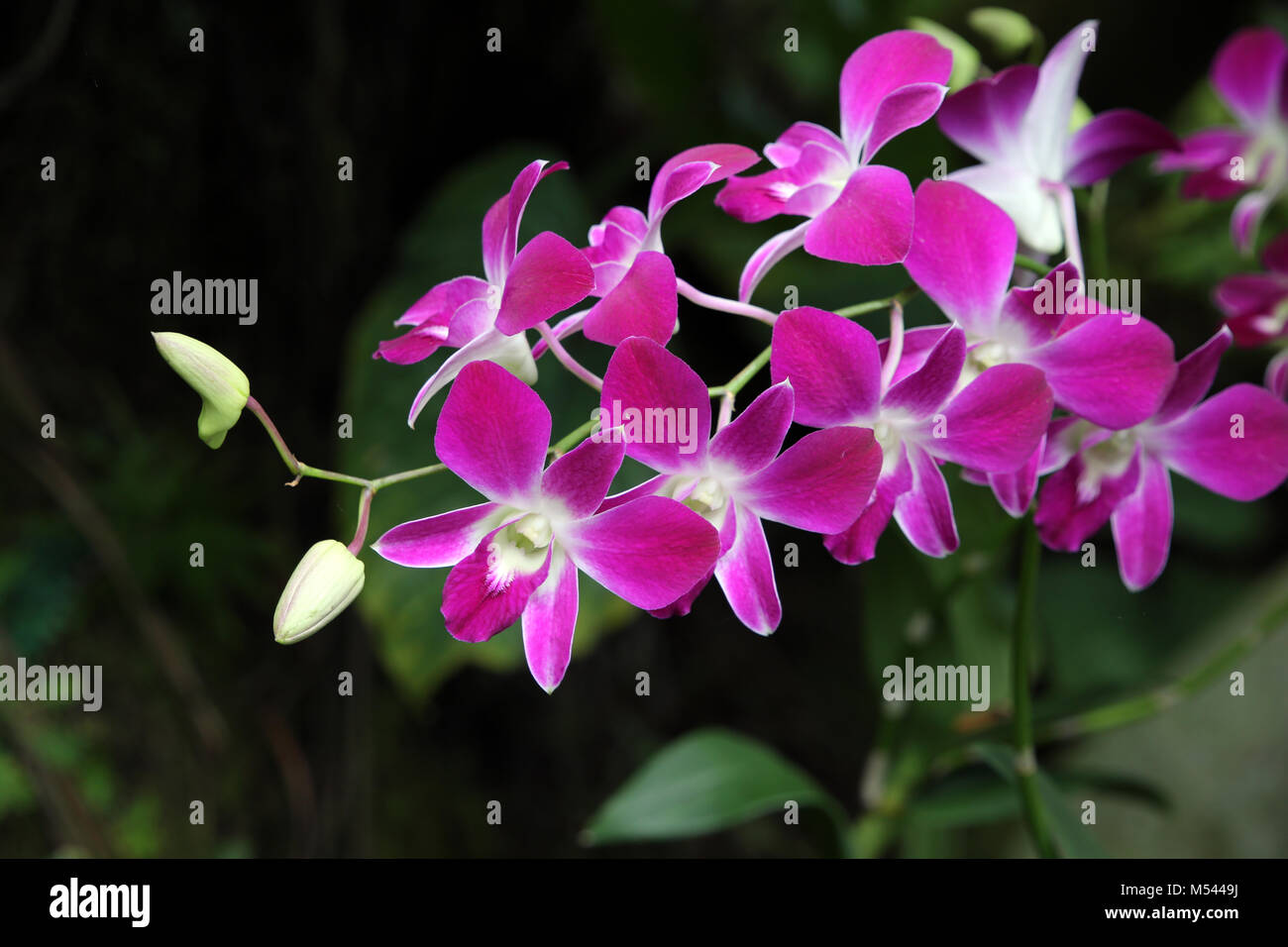 Dendrobium Mings Dark Secret Hybrid Flowering Sized Plant Orchid Orchids 