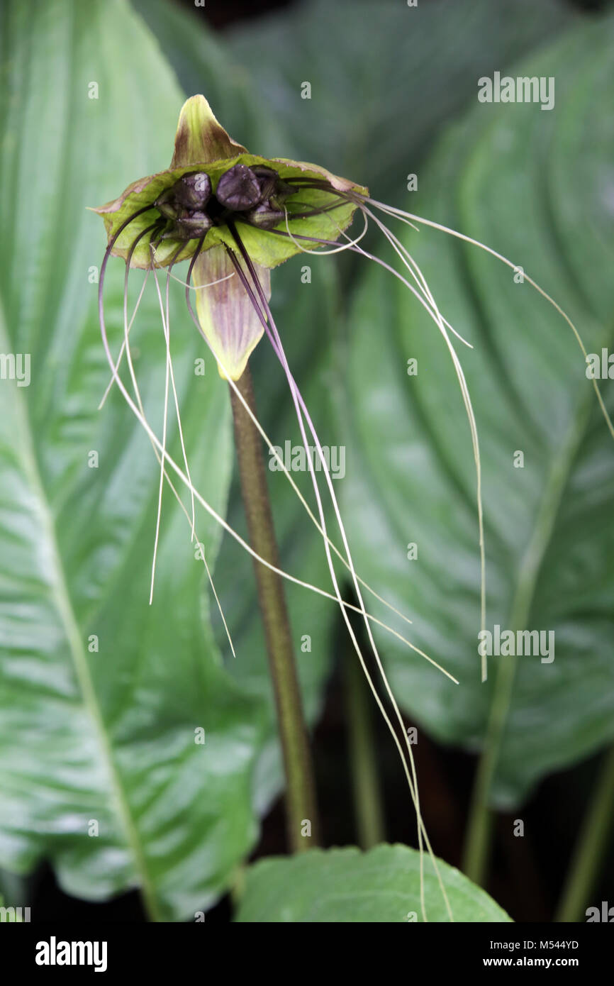 black bat flower Stock Photo Alamy