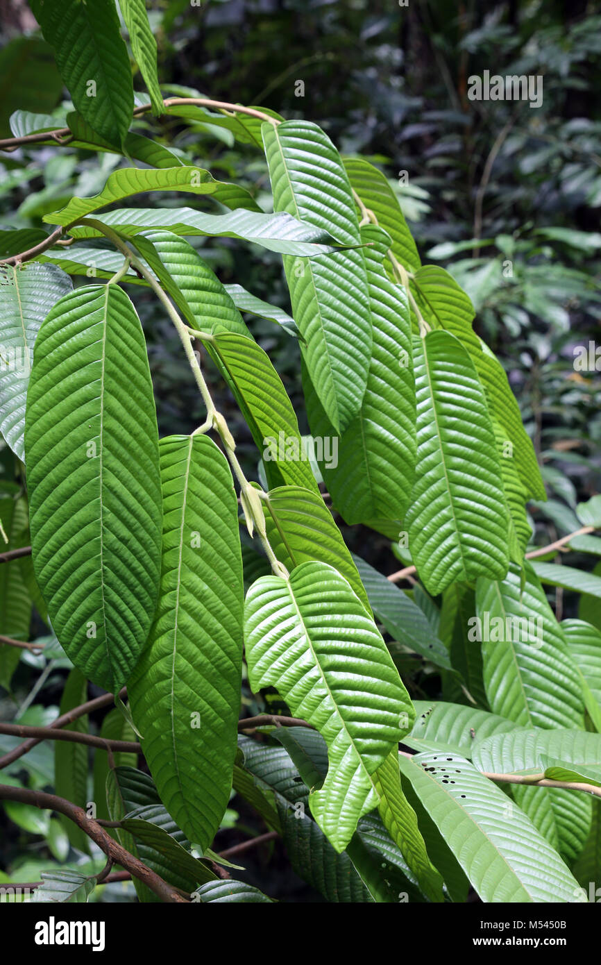 leaves on the tree Shorea symingtonii Stock Photo