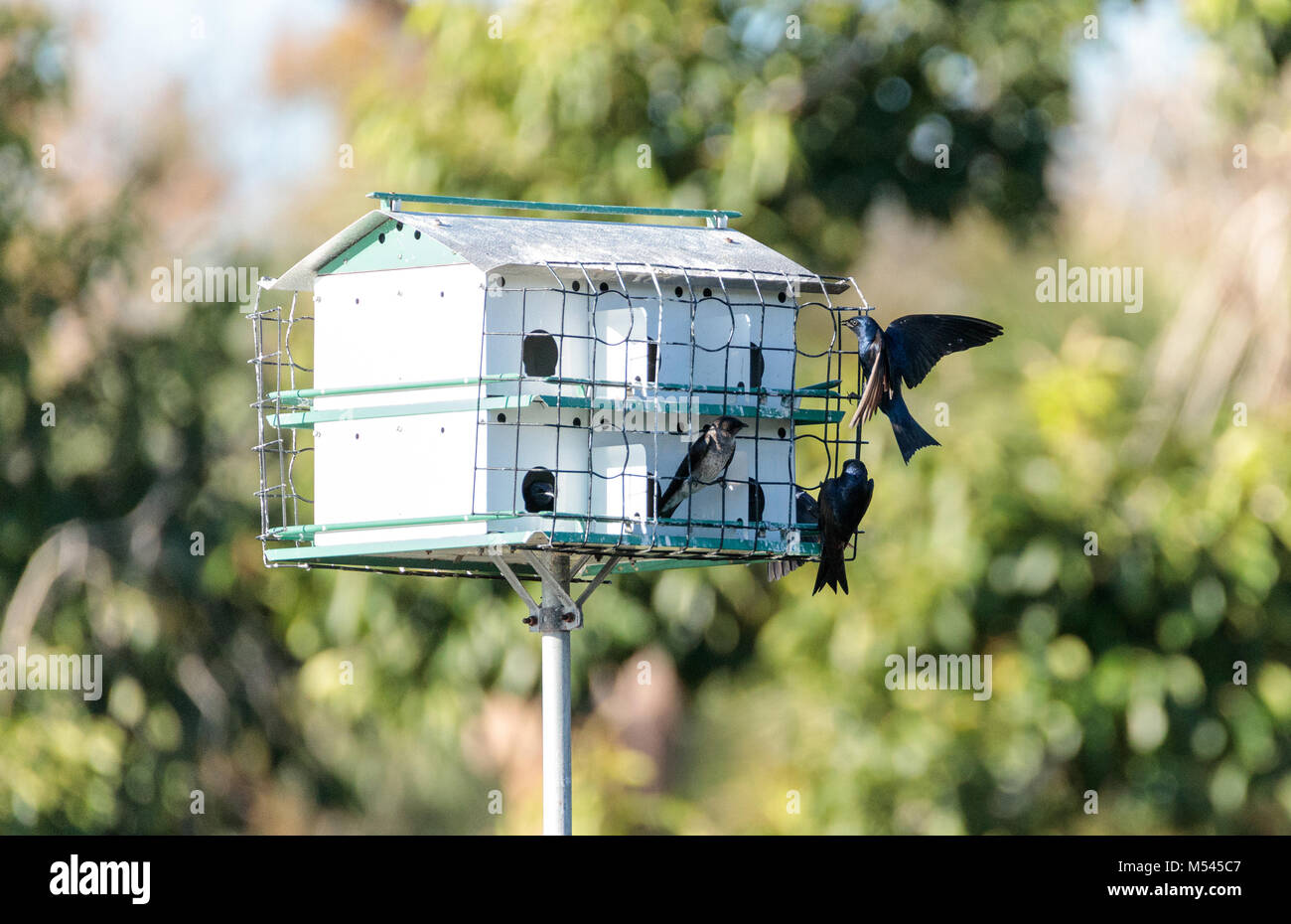 Purple martin birds Progne subis fly and perch around a birdhouse in
