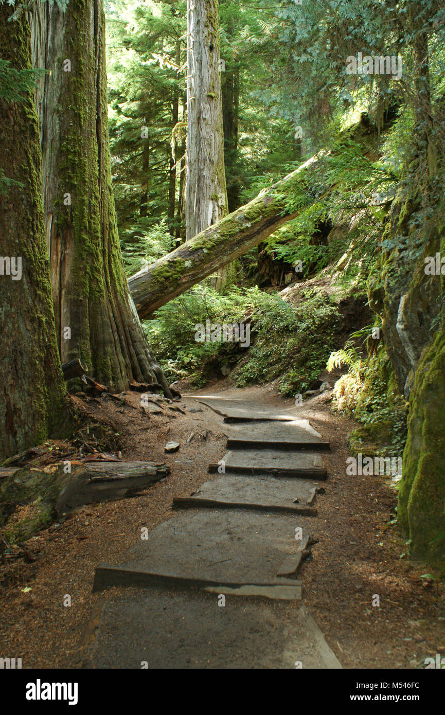 An improved hiking trail leading through the old growth forest to the Grove of the Patriarchs on Mt Rainier in Washington, USA Stock Photo