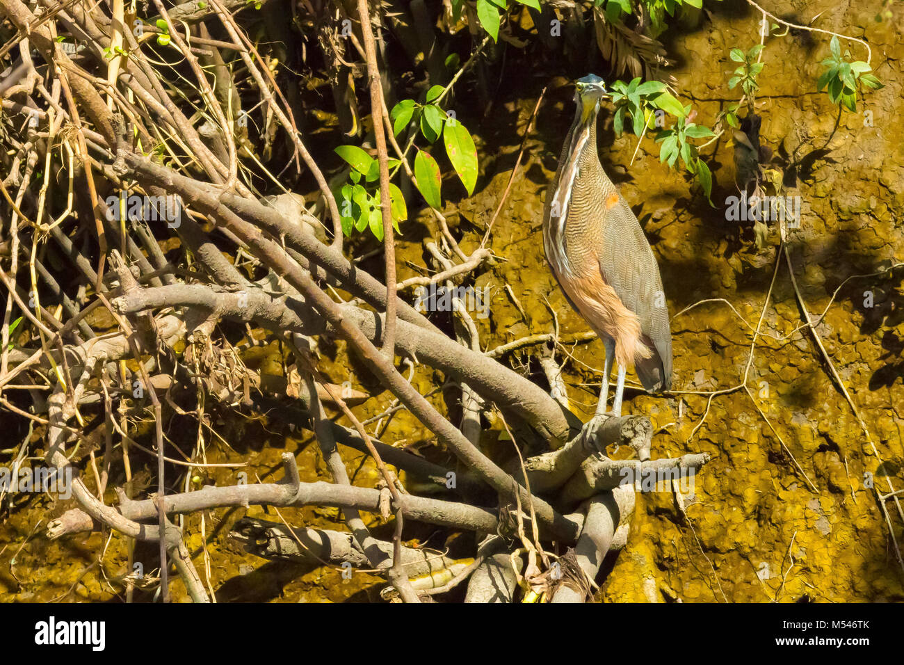 tiger heron costa rica Stock Photo Alamy