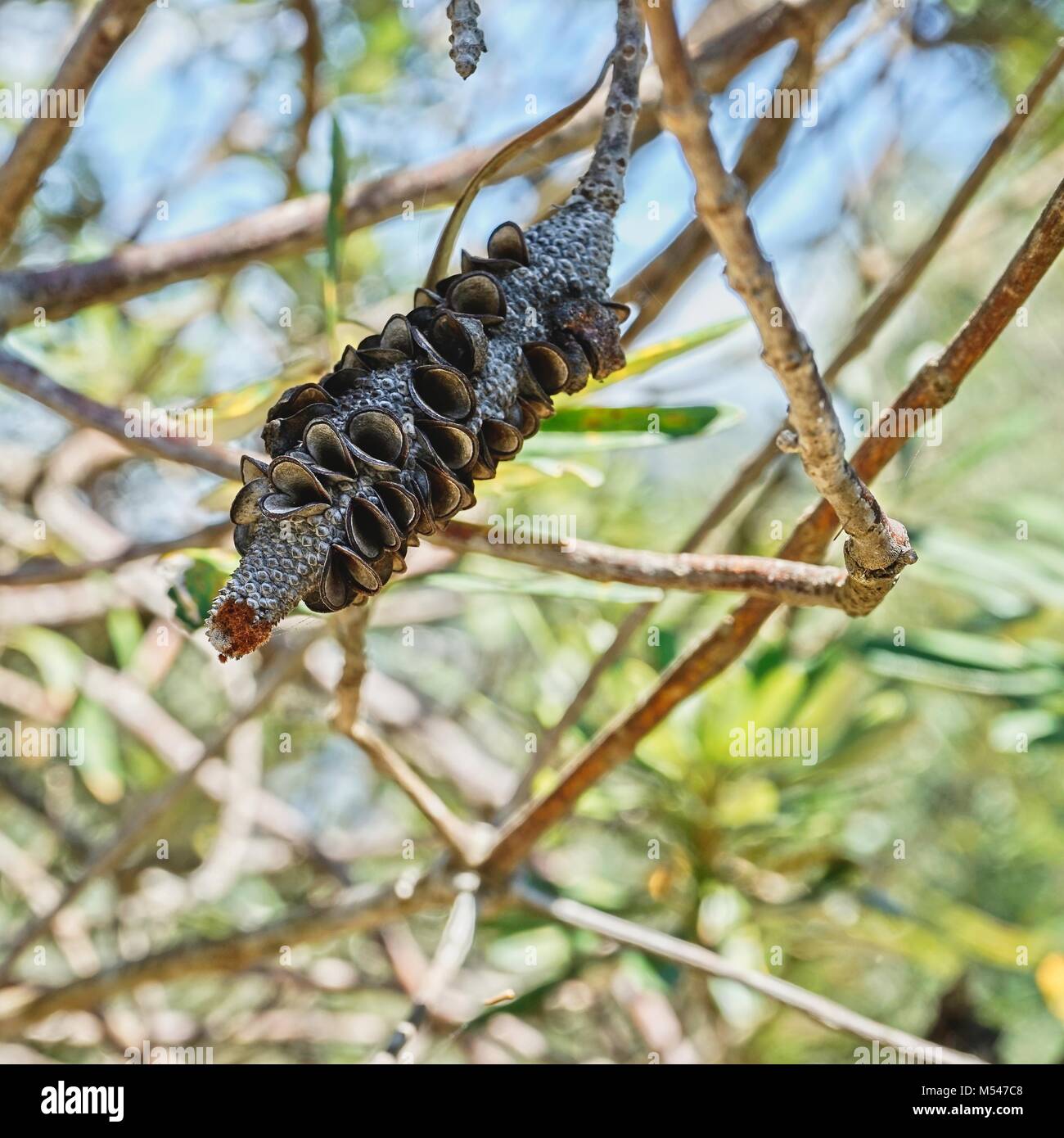 Old Banksia seed cone on the tree. Stock Photo