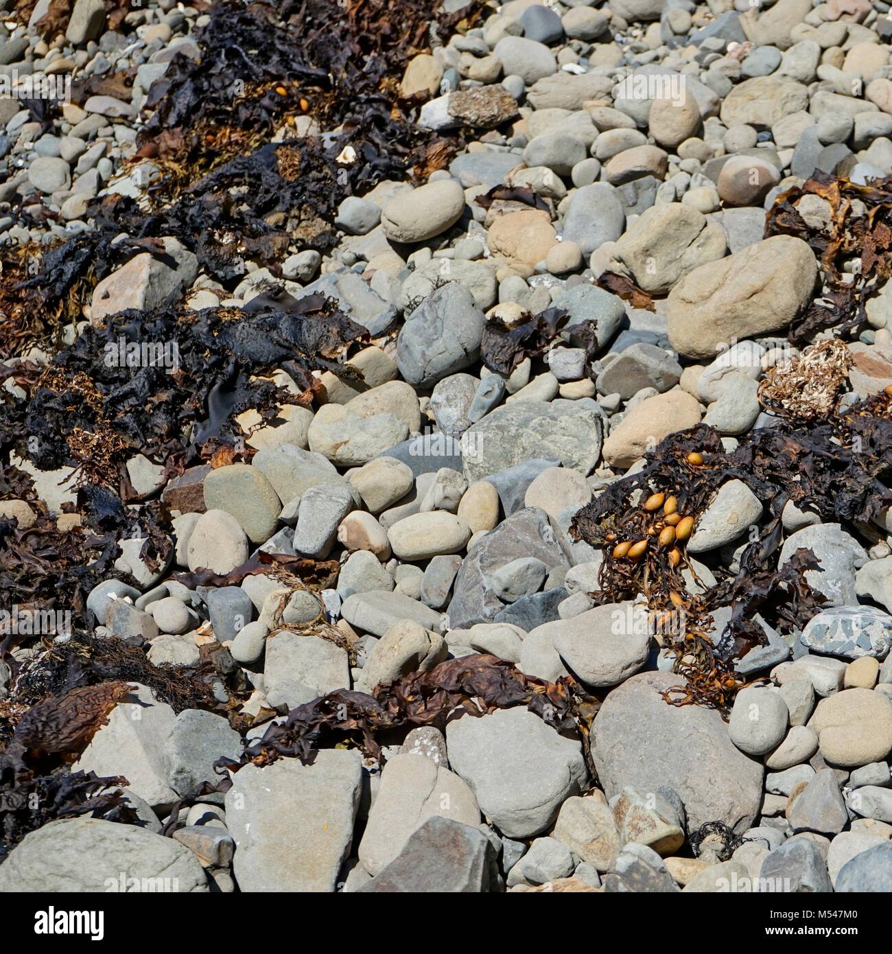 Dried seaweed washed up on a rocky beach Stock Photo Alamy