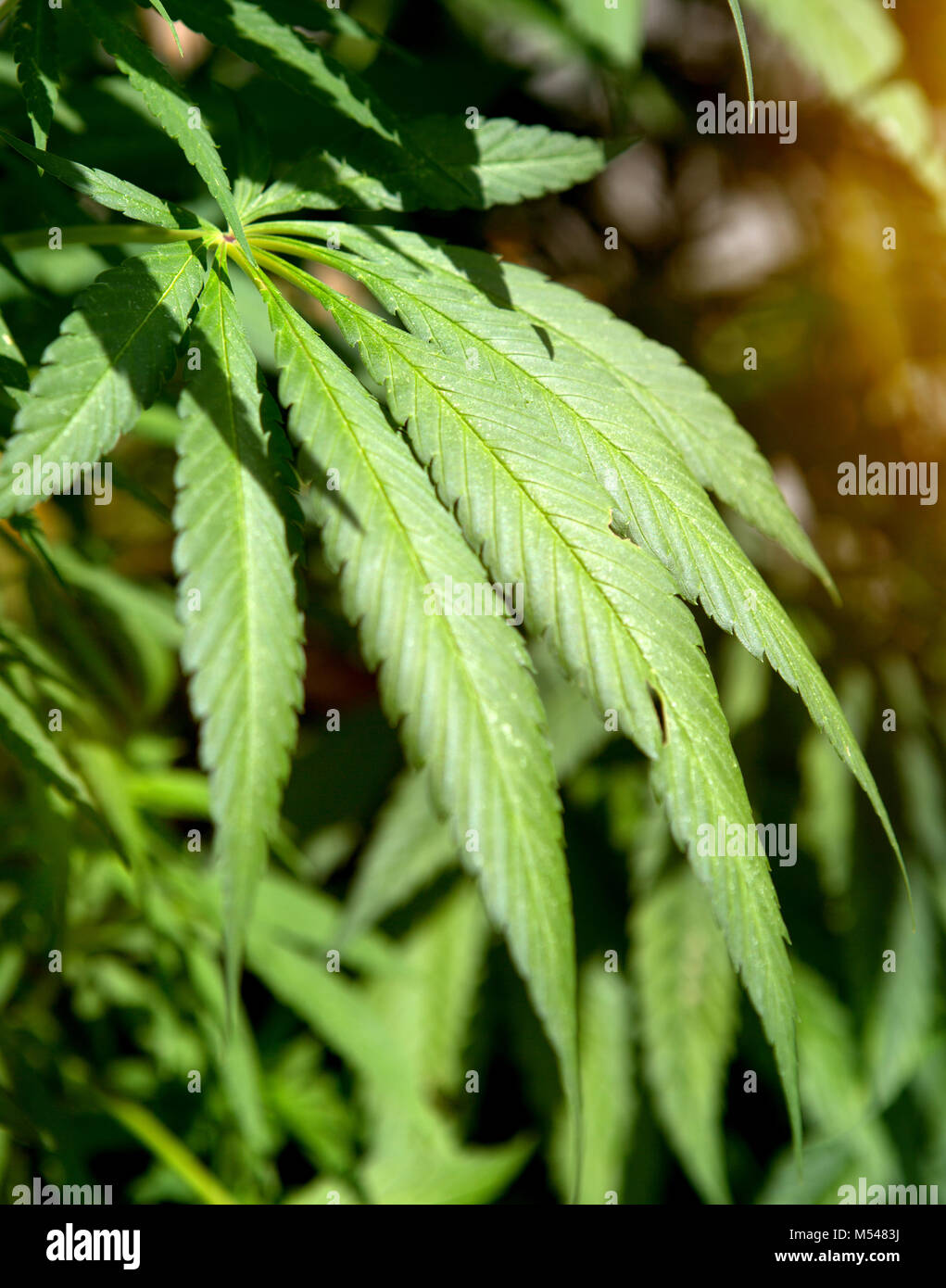 Manila hemp plant hi-res stock photography and images - Alamy