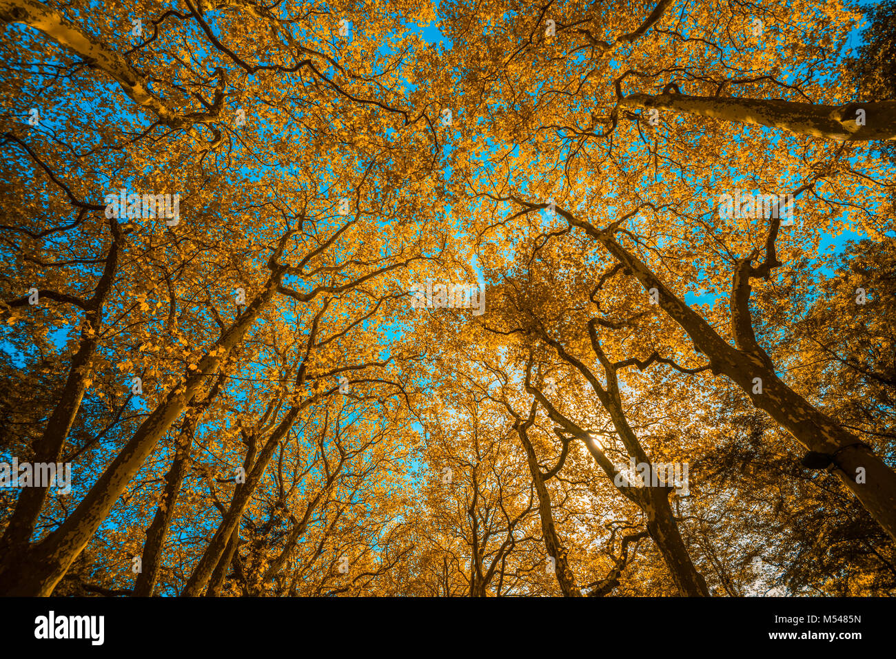 Autunm trees in the park, perfect fall scenery Stock Photo - Alamy