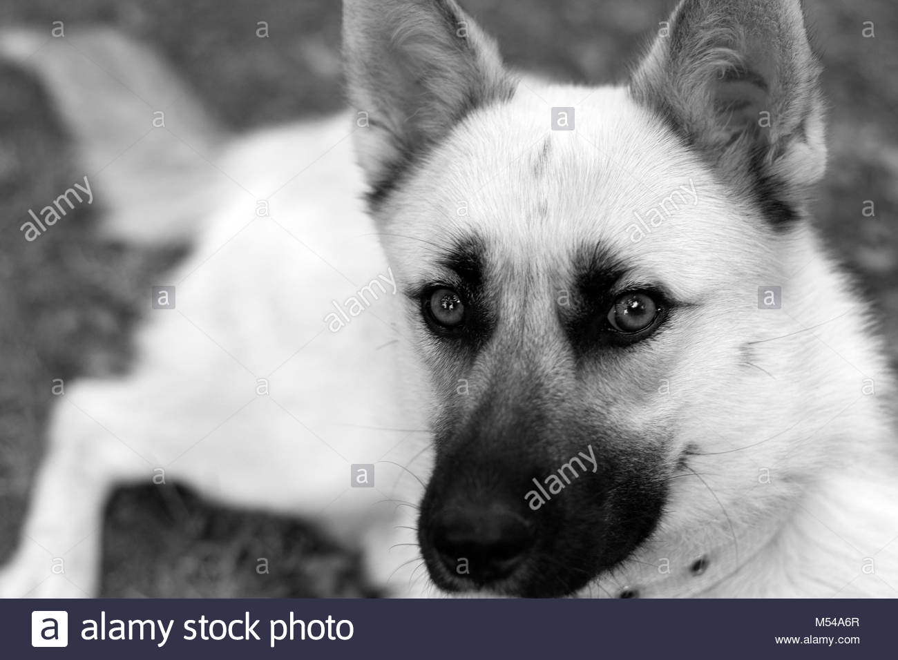 black and white belgian malinois