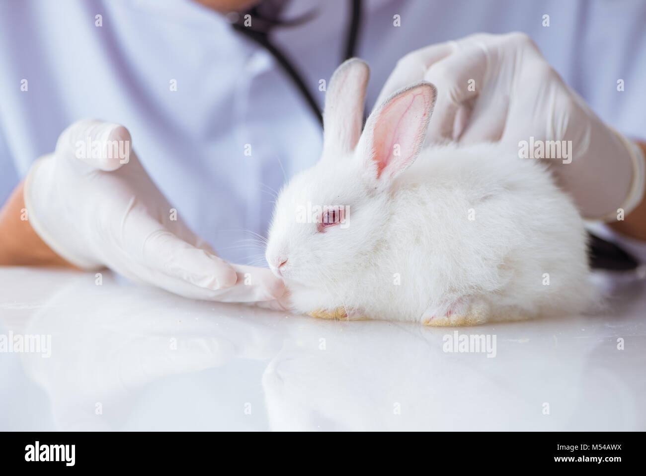 Vet doctor examining rabbit in pet hospital Stock Photo Alamy