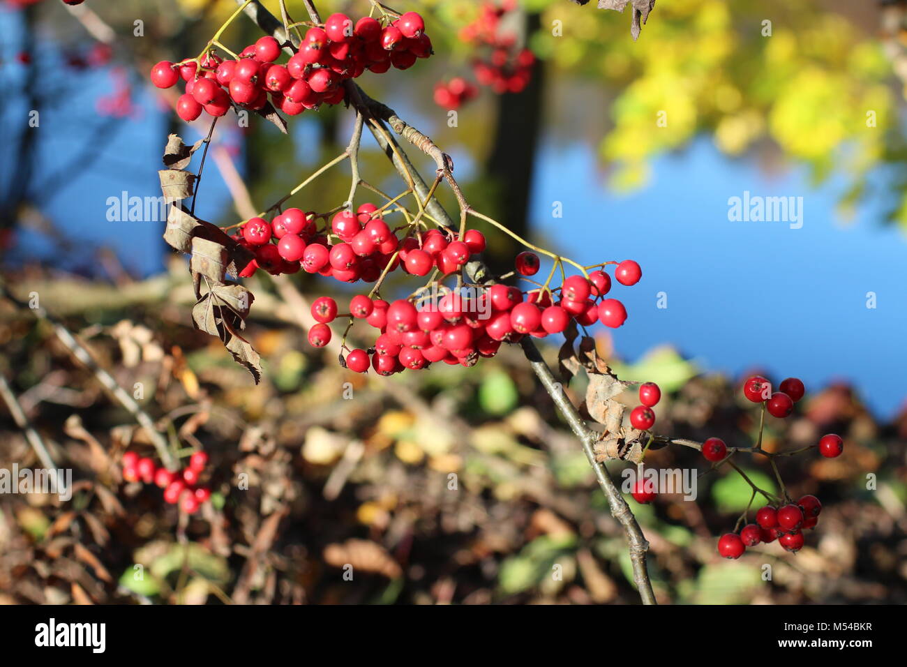 red mountain ash on branches Stock Photo