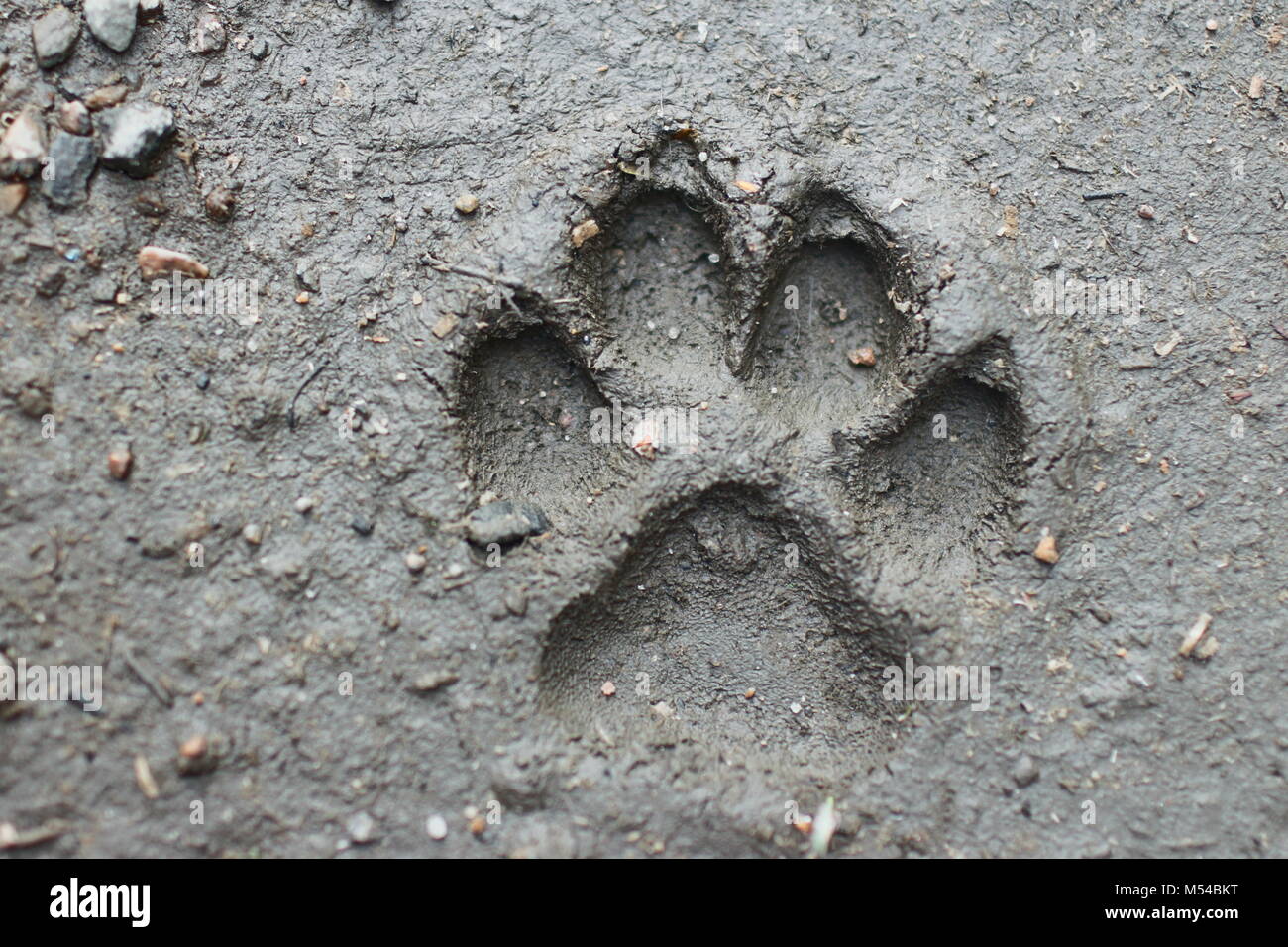 large dog's footprint Stock Photo