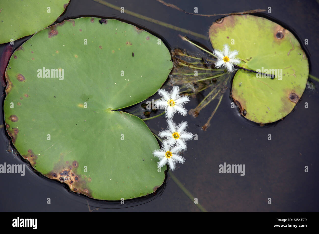 robust marshwort, water snowflake Stock Photo