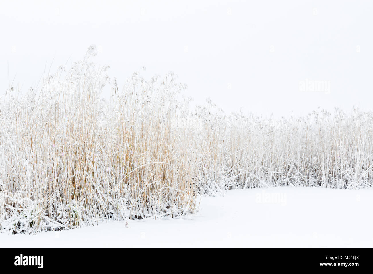 Frozen reeds with snow on the ice Stock Photo