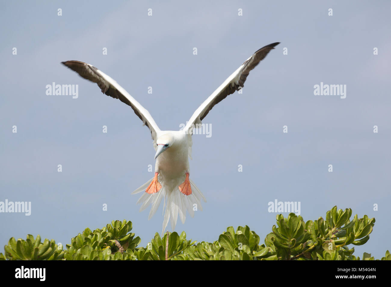 Red-footed Booby spreading and lowering its tail so the feathers increase drag to slow the bird down as it extends webbed feet for landing on a tree Stock Photo