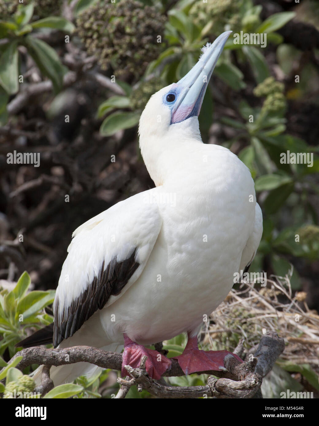 Red-footed Booby (Sula sula rubripes), white colour morph perched on shrub Stock Photo