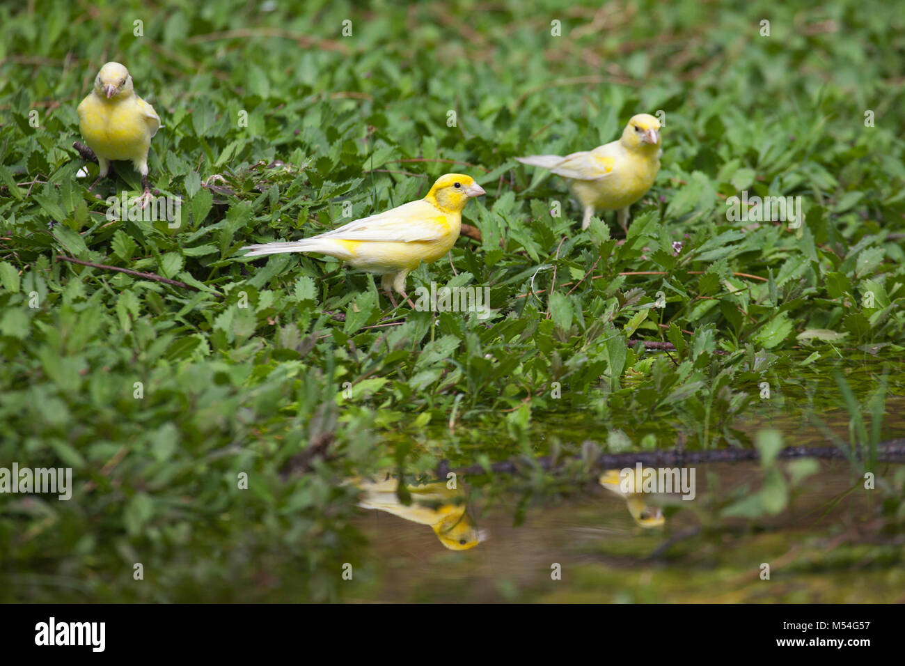 Wild canaries (Serinus canaria) descended from pet birds released on Midway Atoll over a century ago by a Commercial Pacific Cable Company employee Stock Photo