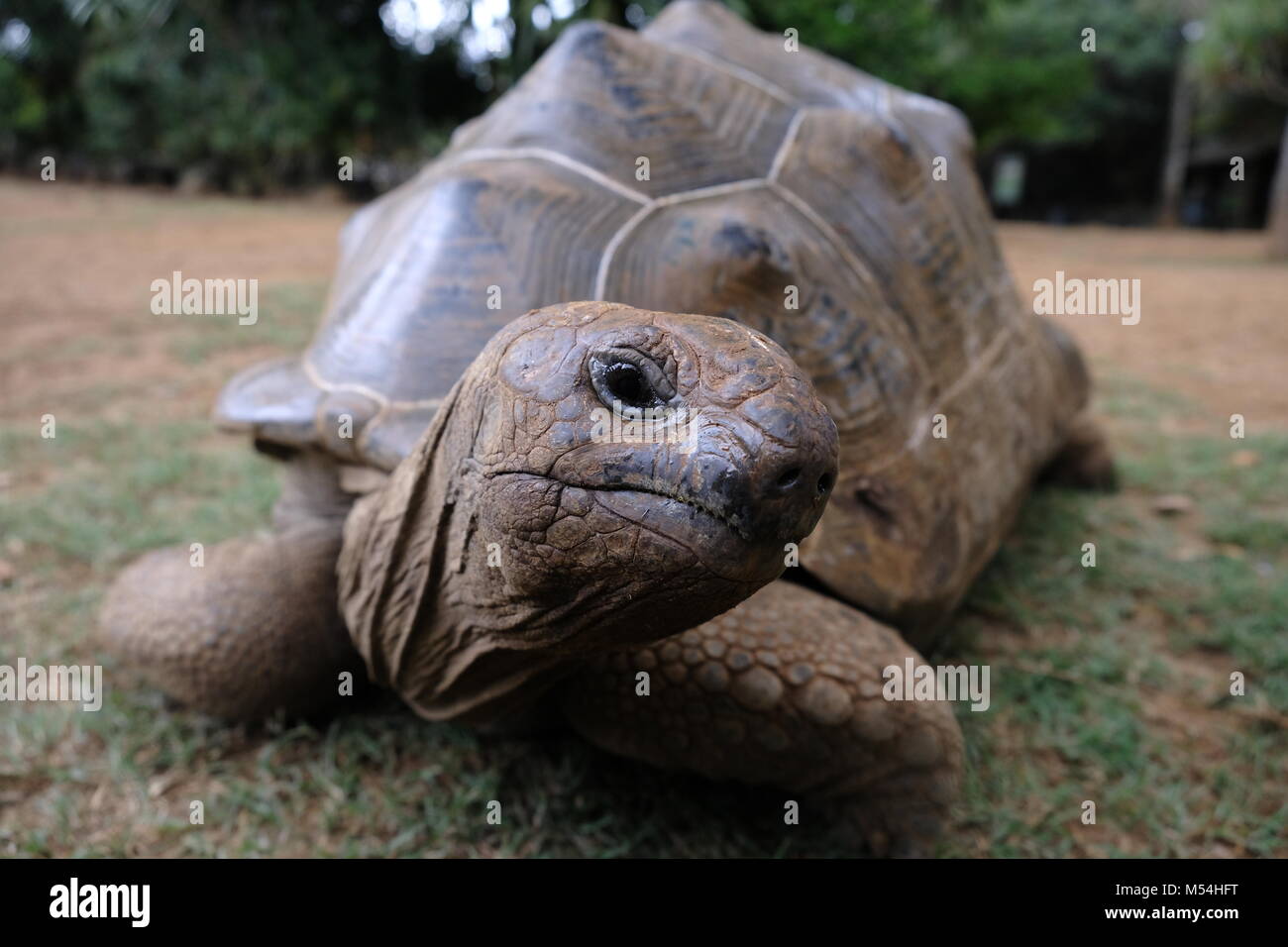 Mauritius / Ile Maurice / turtles / Giant tortoise Stock Photo - Alamy