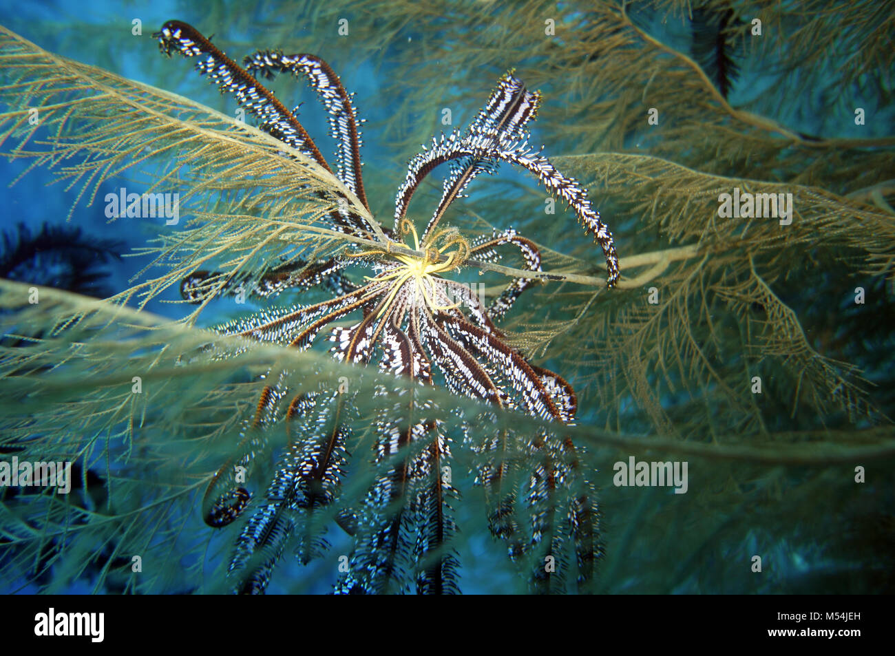 hair star, feather star Stock Photo - Alamy