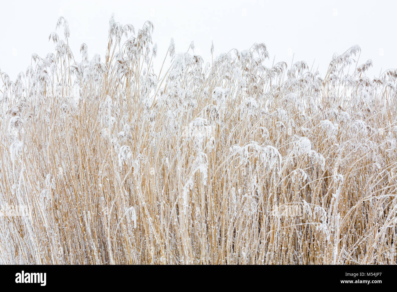 Reeds with frost in winter Stock Photo
