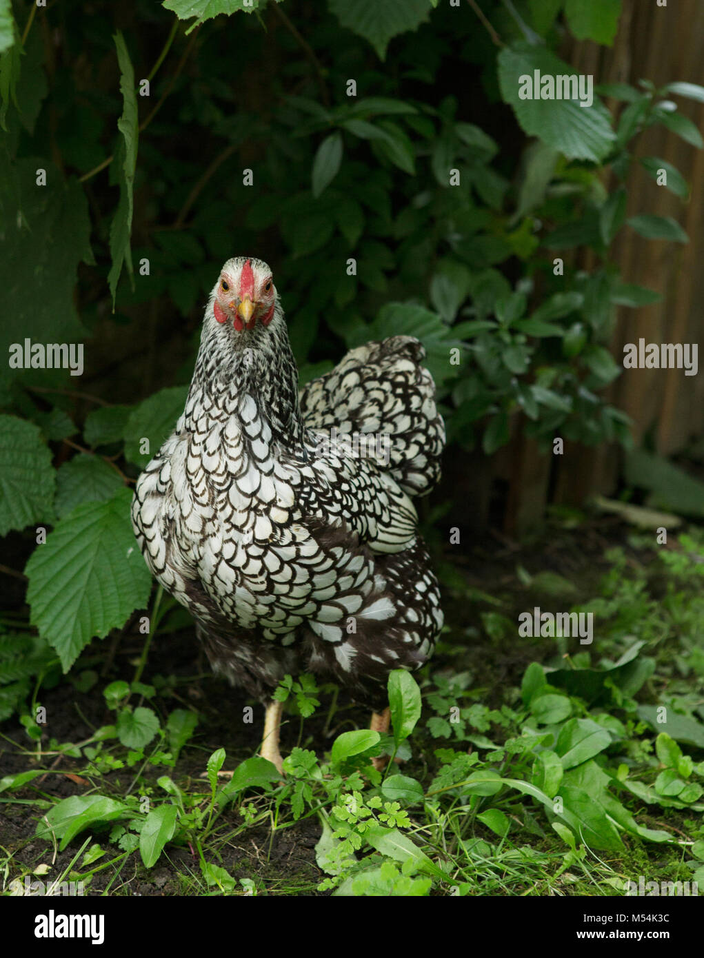 Vorwerk huhner hires stock photography and images Alamy