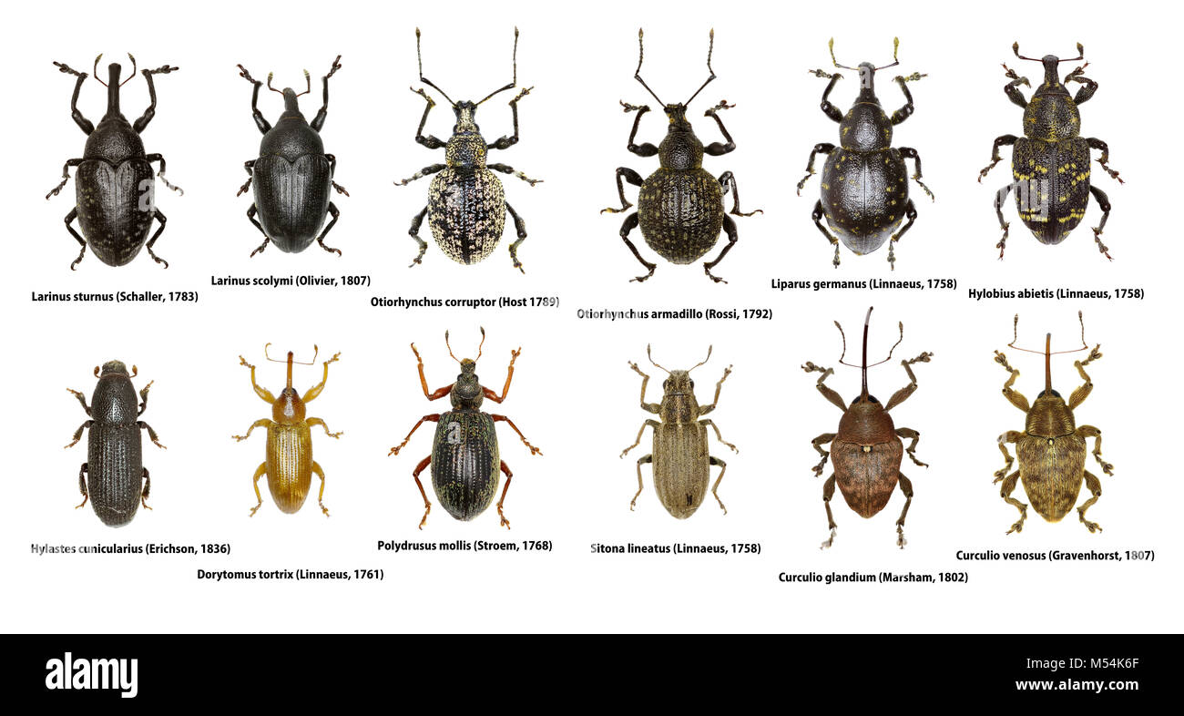 Set of Weevil Beetles of Europe  -  Curculionoidea Stock Photo