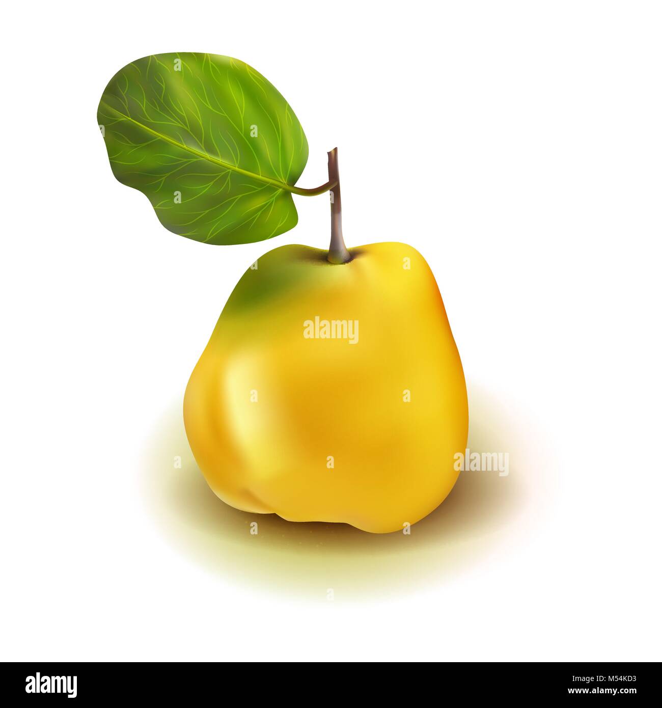 Photo realistic quince apple pear 3d vector fruit with leaves isolated