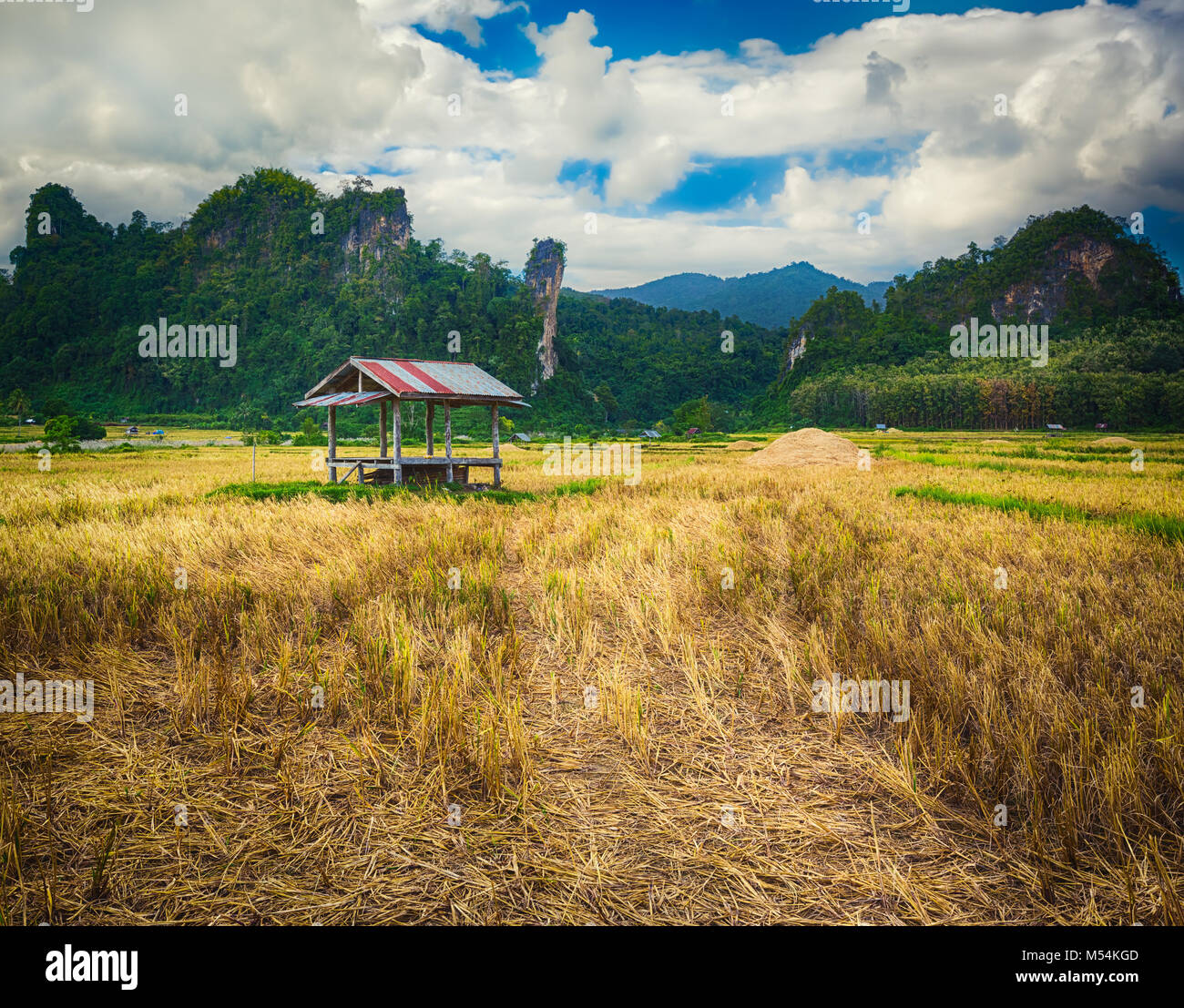 Rice field and mountains. Beautiful rural landscape. Vang Vieng, Laos. Stock Photo