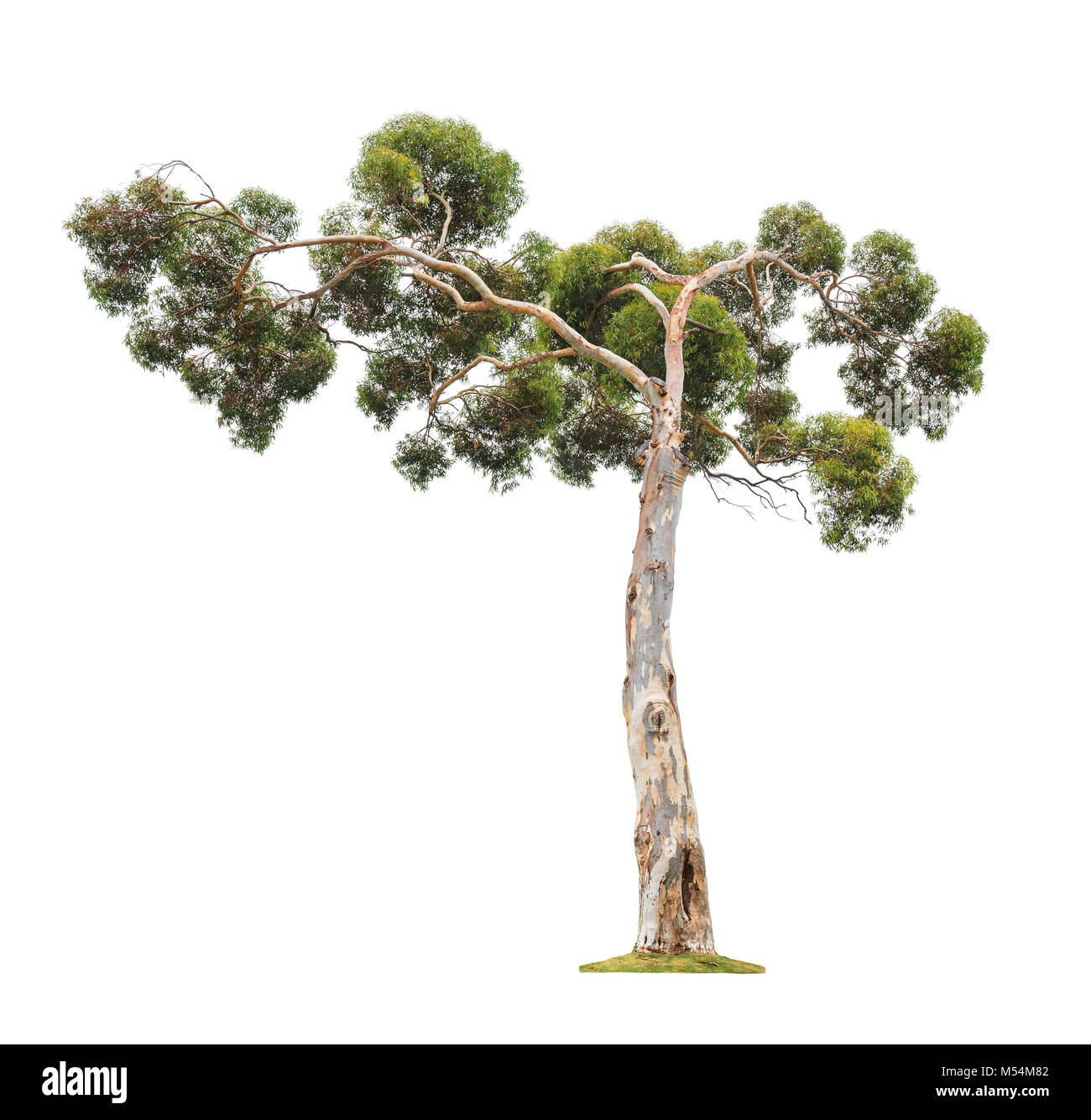 Bark eucalyptus tree Cut Out Stock Images & Pictures Alamy