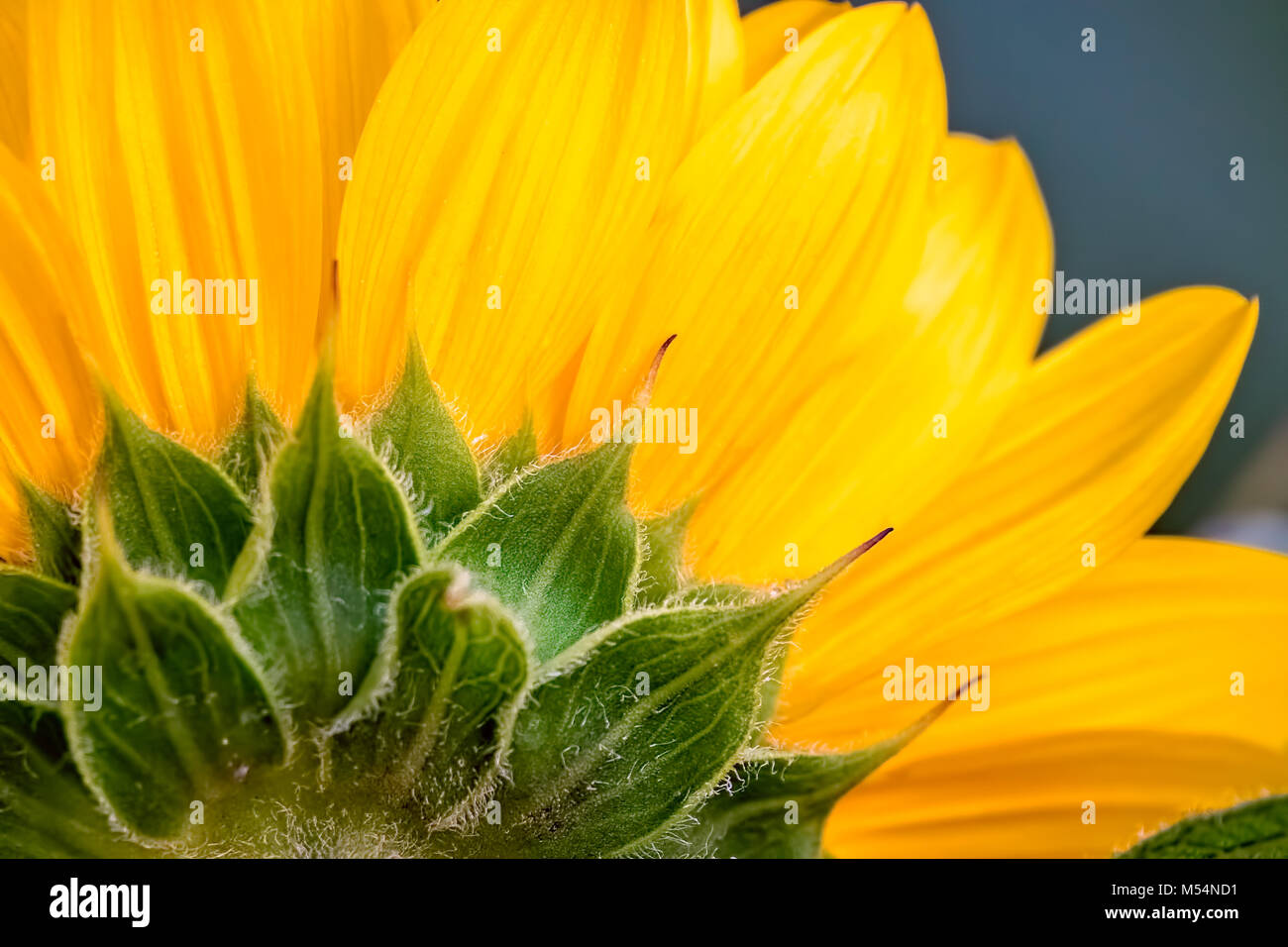 Close up sunflower head hi-res stock photography and images - Alamy