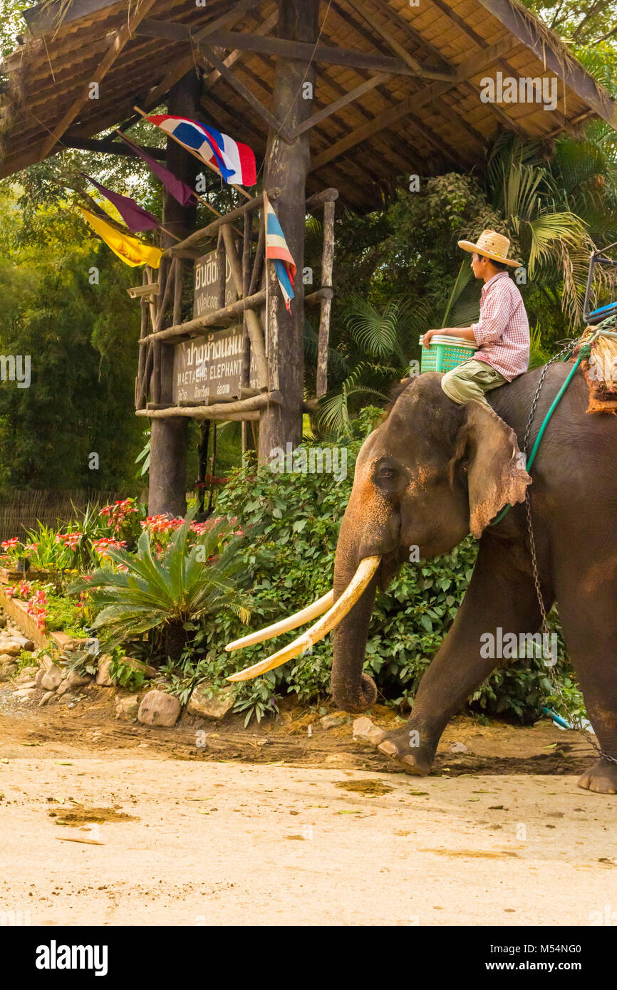 Thai man on elephant closeup Stock Photo