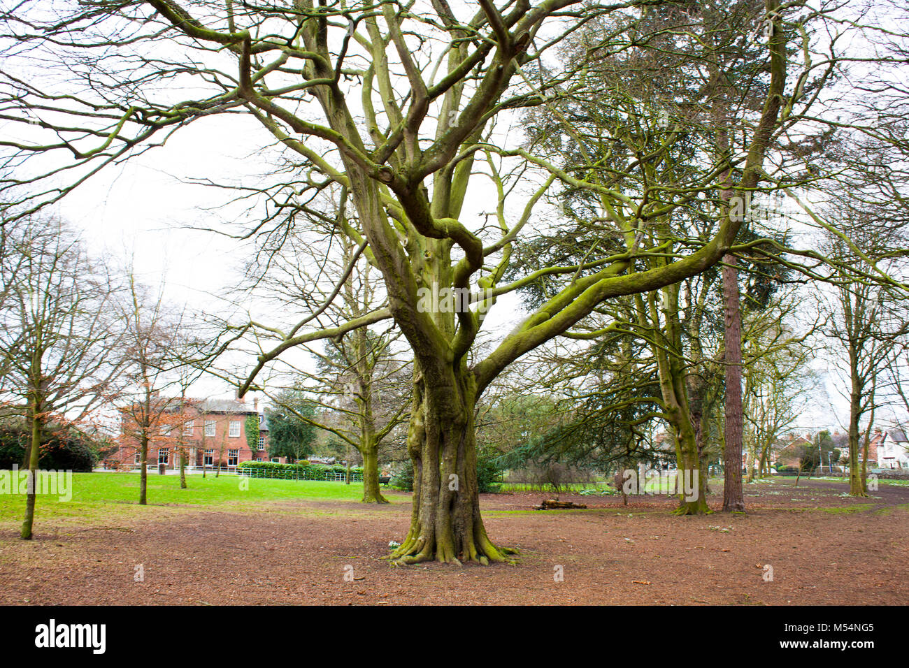 Environment enviroment tree park hi-res stock photography and images ...