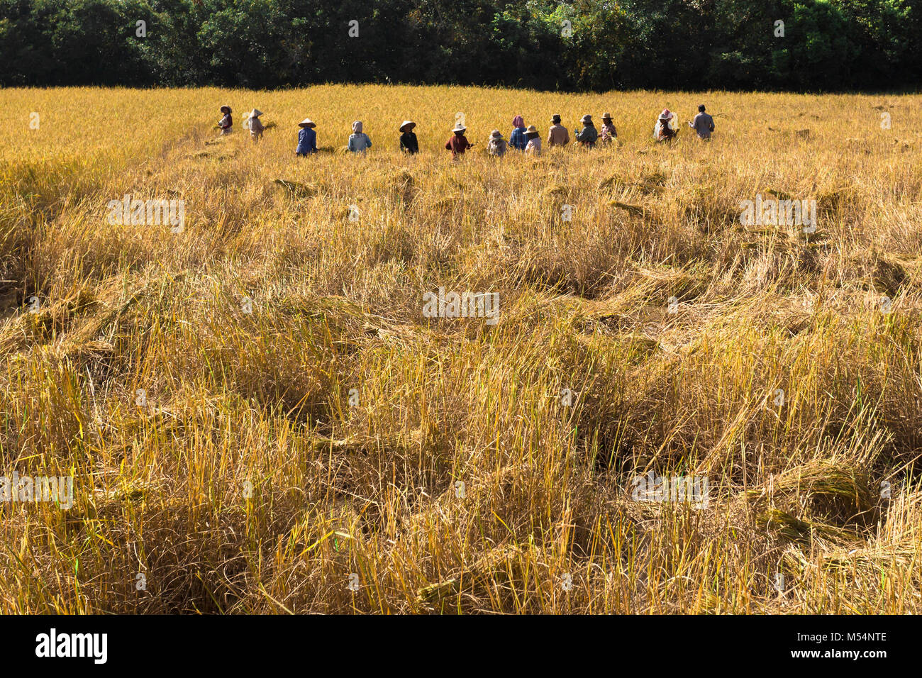 People Asian farmer harvest of the rice field in harvest season, and ...
