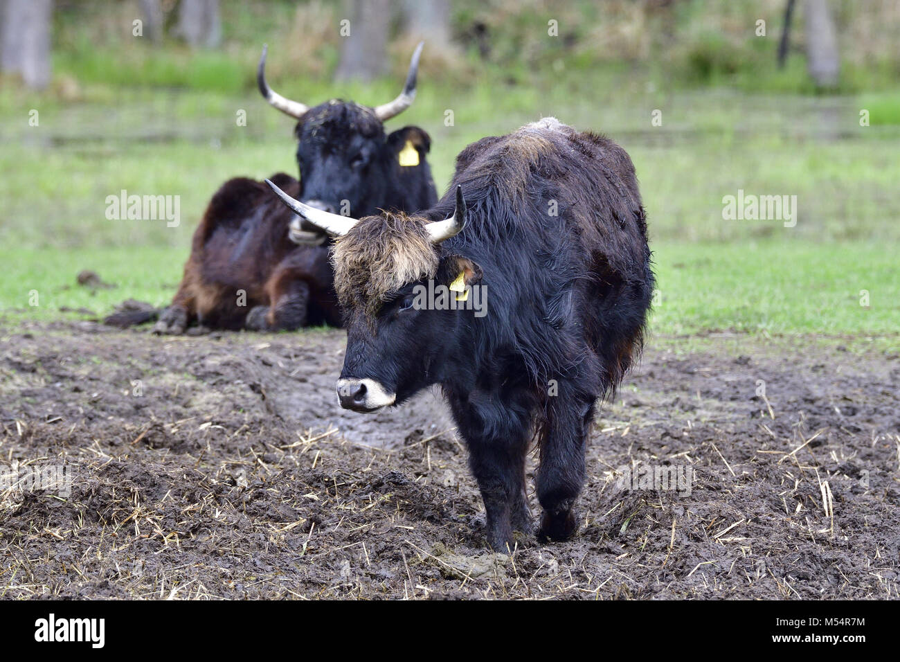 Heck cattle Stock Photo