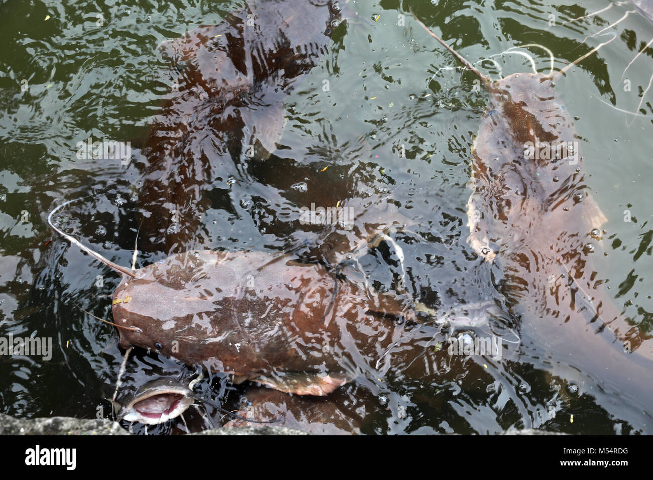 wels catfish are waiting for feeding by tourists Stock Photo