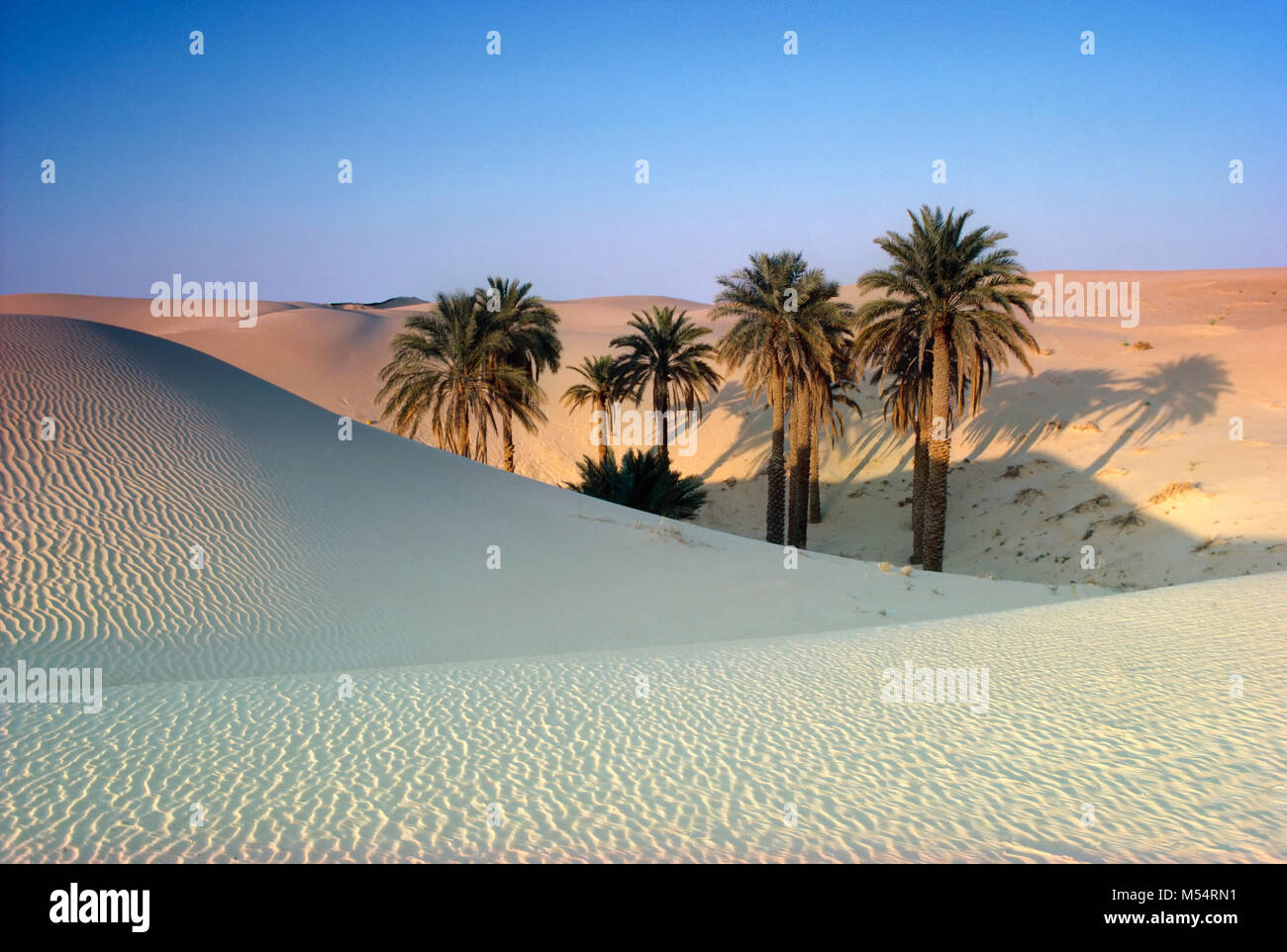 Algeria. El Oued. The Eastern Sand Sea. Grand Erg Oriental. Sahara desert. Palm trees between sand dunes. Stock Photo