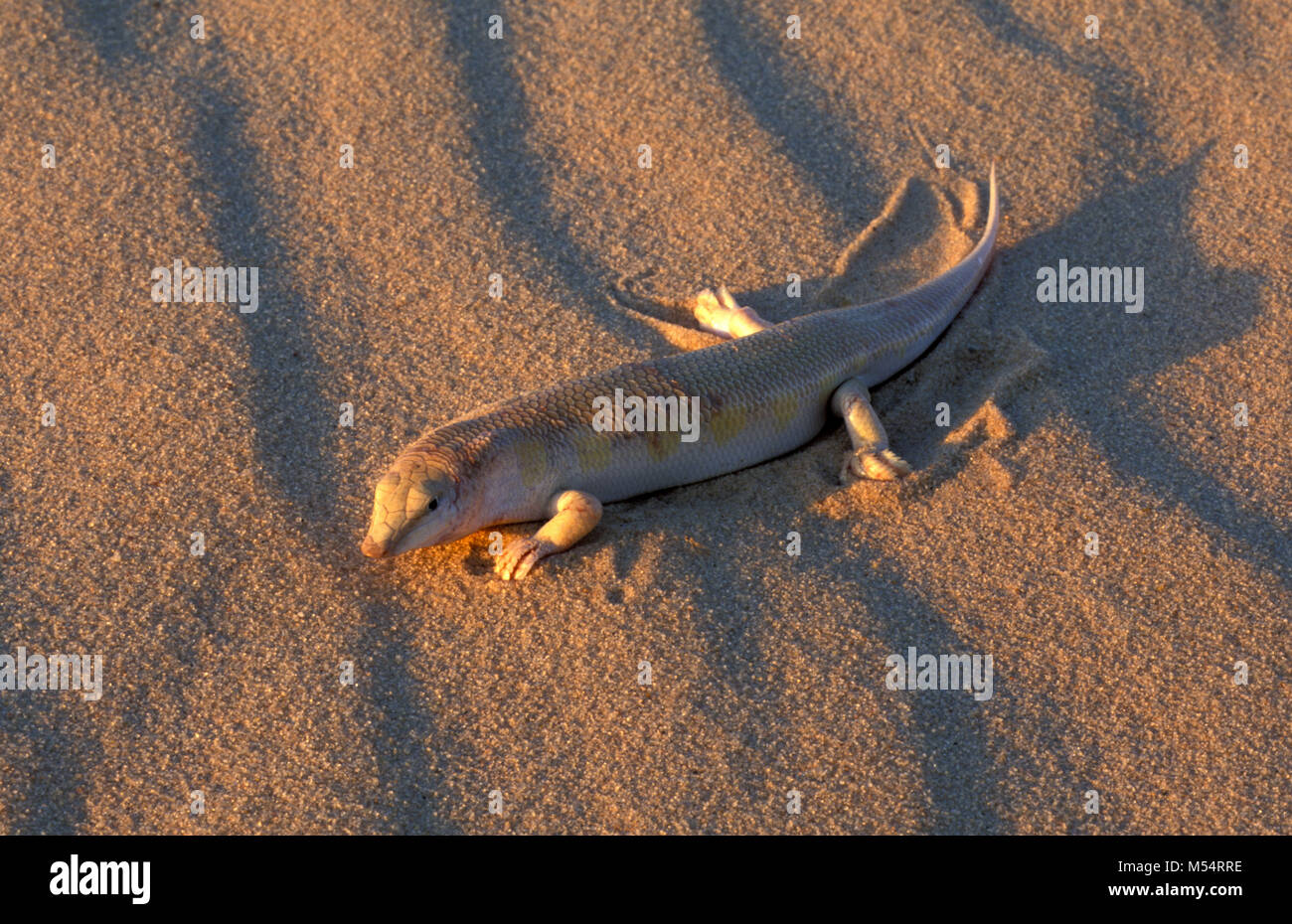 Algeria. Near Ouargla. The Eastern Sand Sea. Grand Erg Oriental. Sahara desert. Skink. Also called: Sandfish. Stock Photo