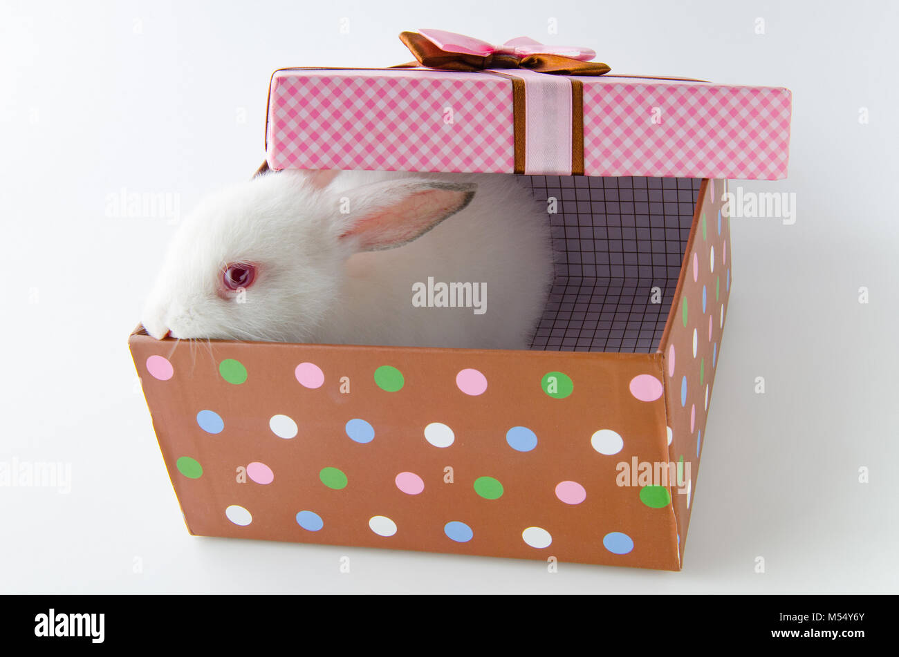 The white rabbit in gift box in easter concept Stock Photo - Alamy
