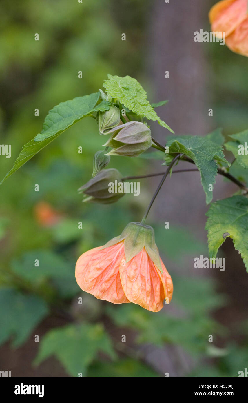 Abutilon 'Orange Glow' flower. Stock Photo