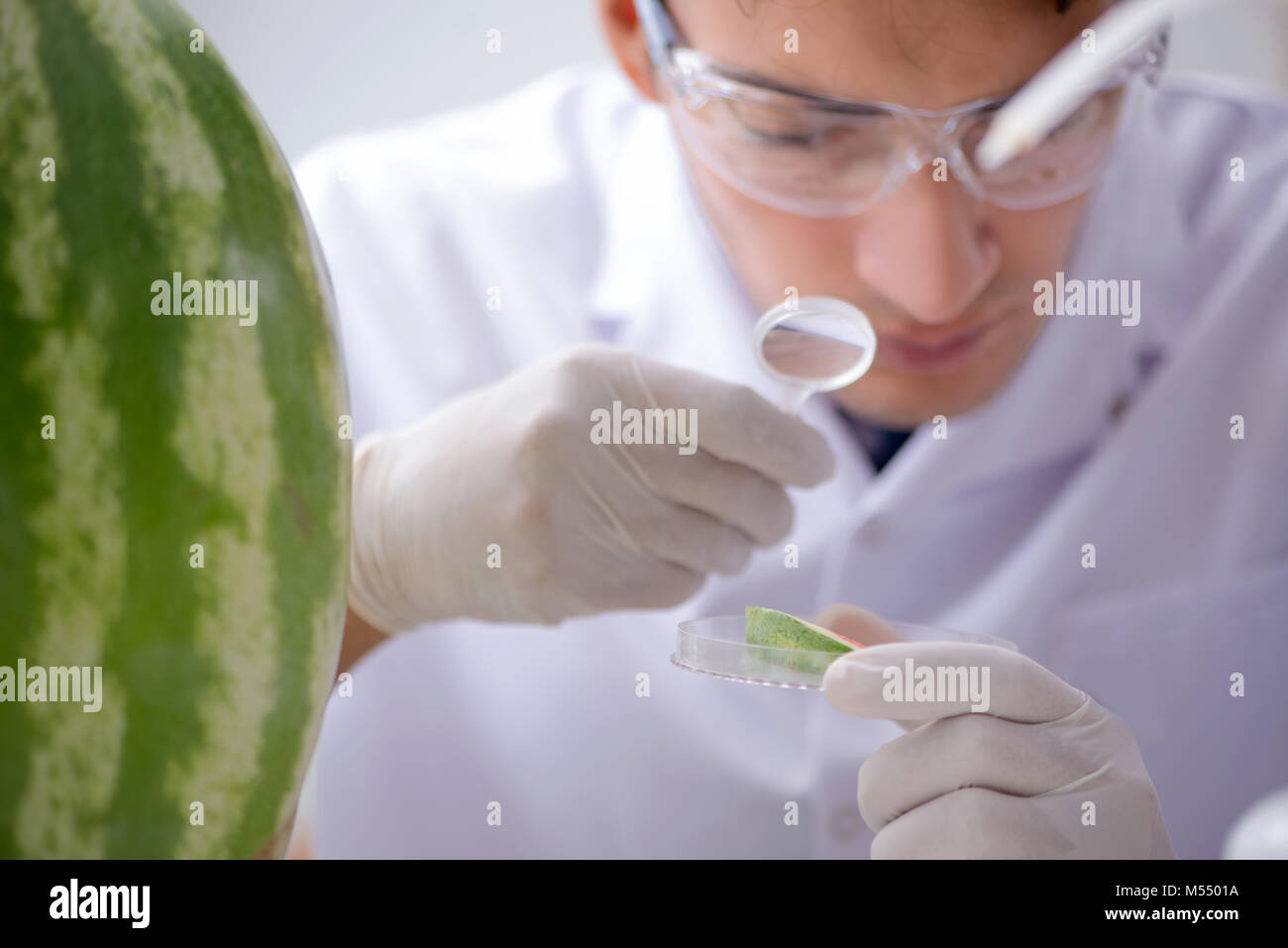 Watermelon Making Lab The scientist testing watermelon in lab Stock Photo - Alamy