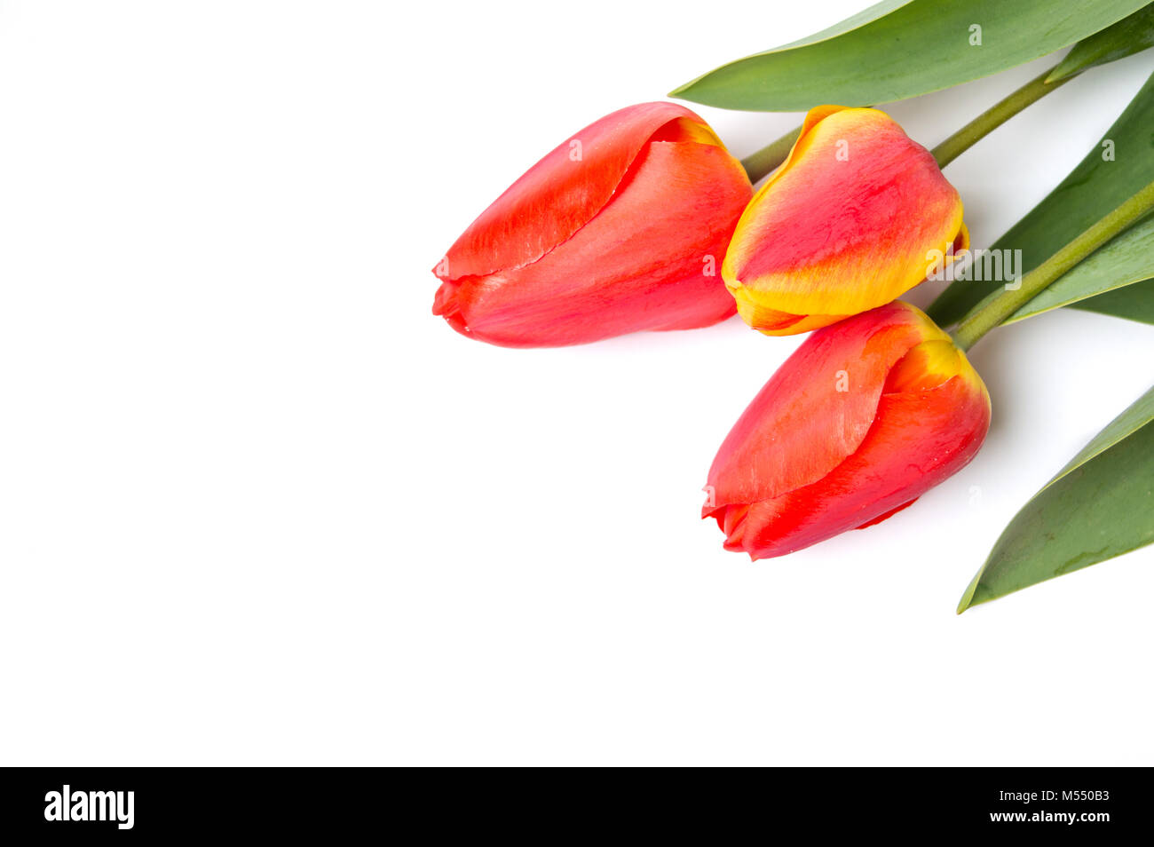 Red tulips isolated on white background. Spring time Stock Photo